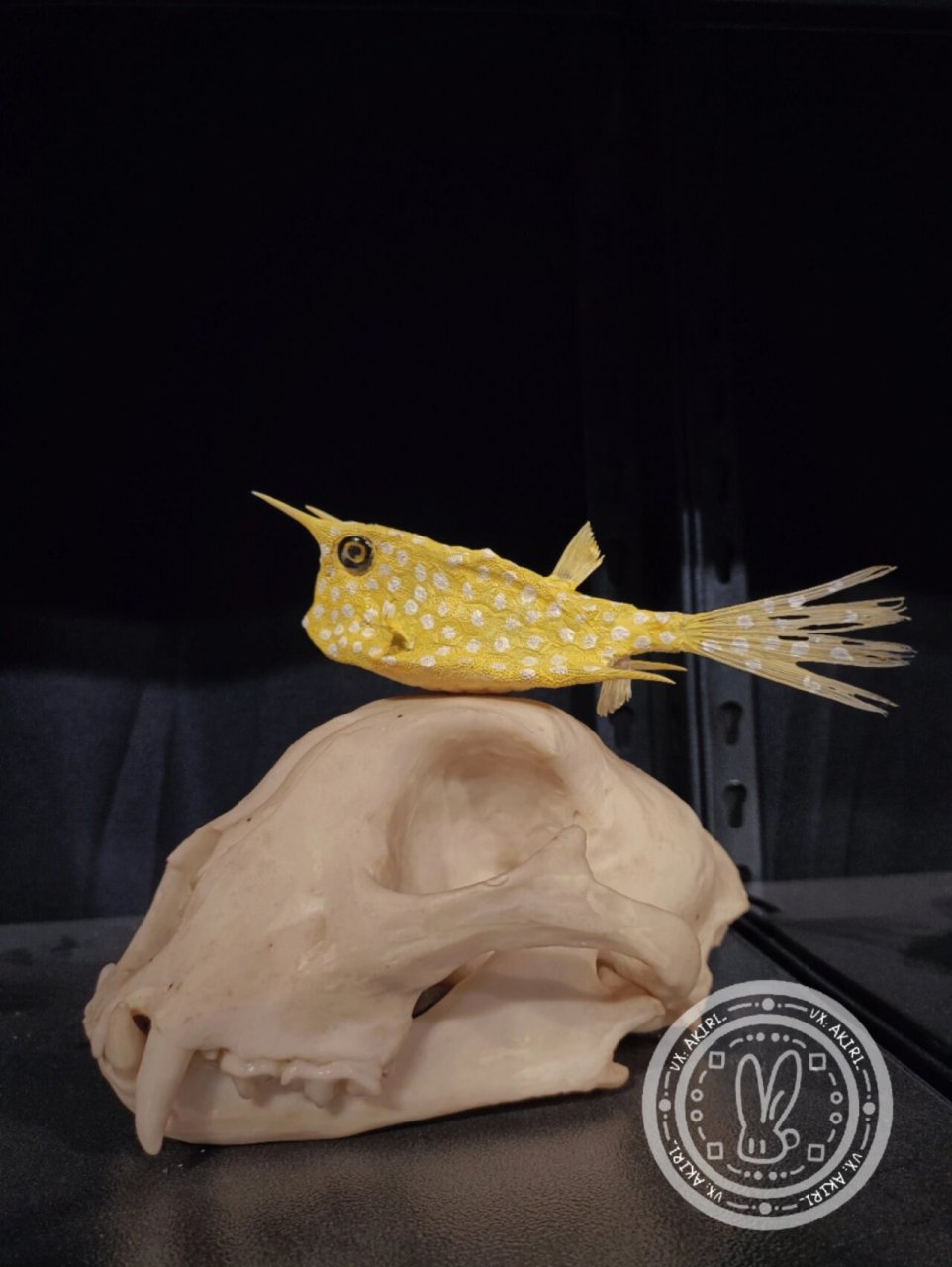 牛角箱鲀lactoria cornuta剥制标本