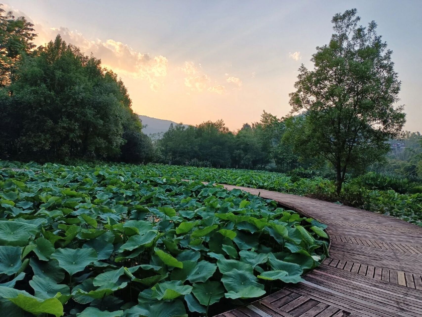 風情 國家鎮沅無量山溼地公園佔地46500平方米,位於鎮沅縣恩樂鎮北,補