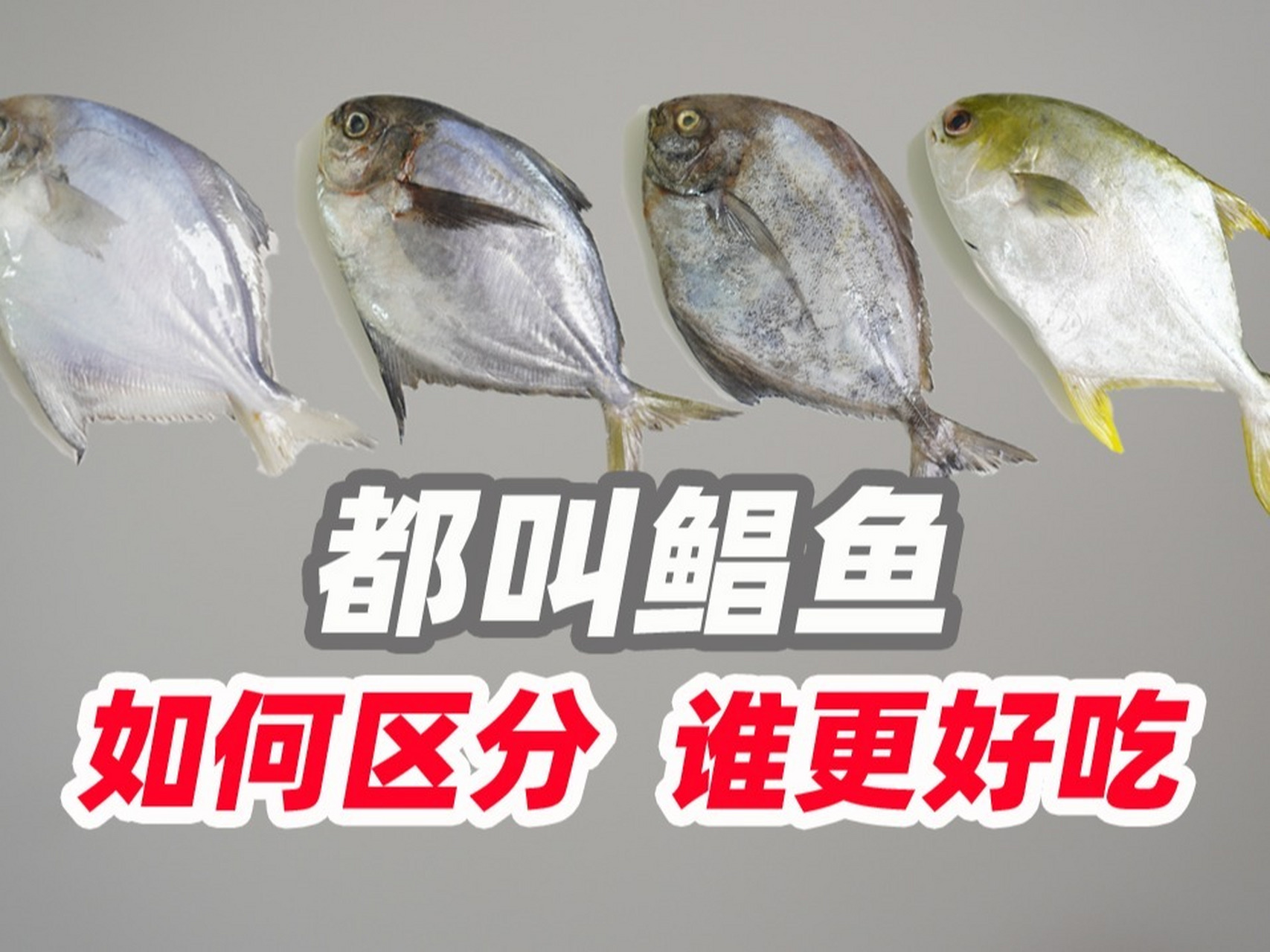 都叫鲳鱼,哪种更好吃 如何区分好吃鲳鱼和普通鲳鱼