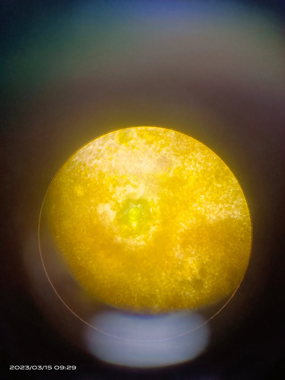 橘皮油室 显微镜下观察橘皮油室(分泌腔)结构图