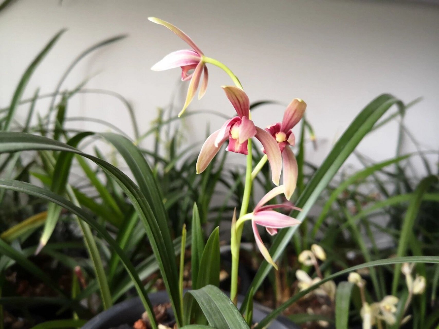 建兰仙山红开花啦 兰花品种的建兰仙山红原产于四川峨眉山,因峨眉山有