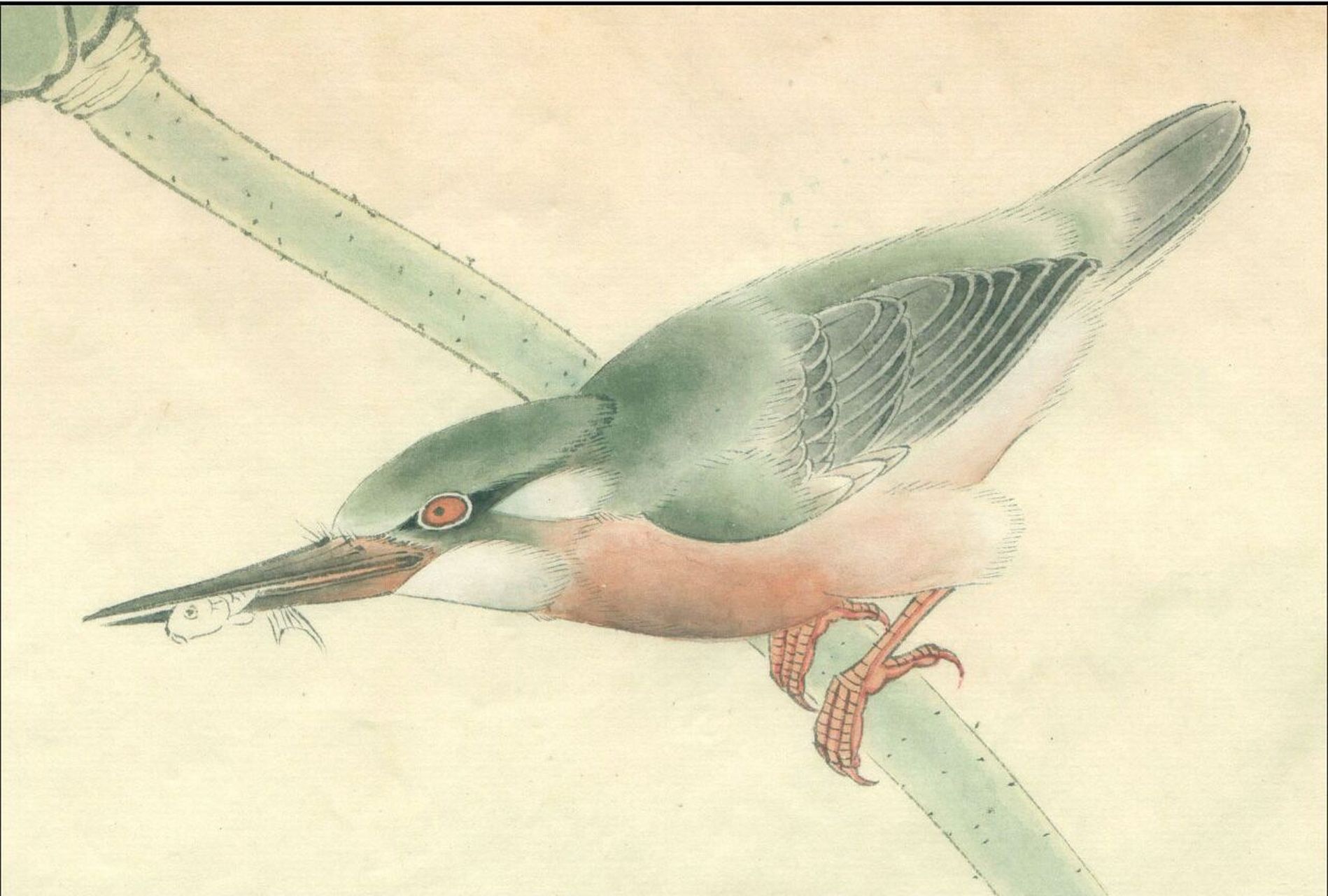 工笔画步骤分享(鸟类设色步骤——翠鸟) 概述:翠鸟为常见禽鸟,喙大,多