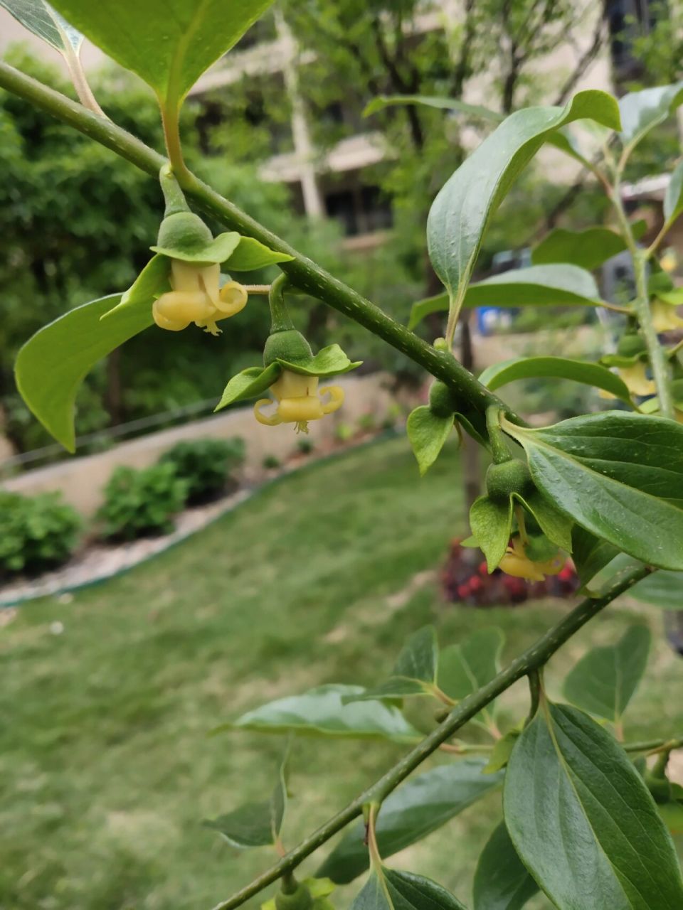 柿子花 这么小的一棵柿子树也开花了,第一次见这种花小小的倒挂金钟