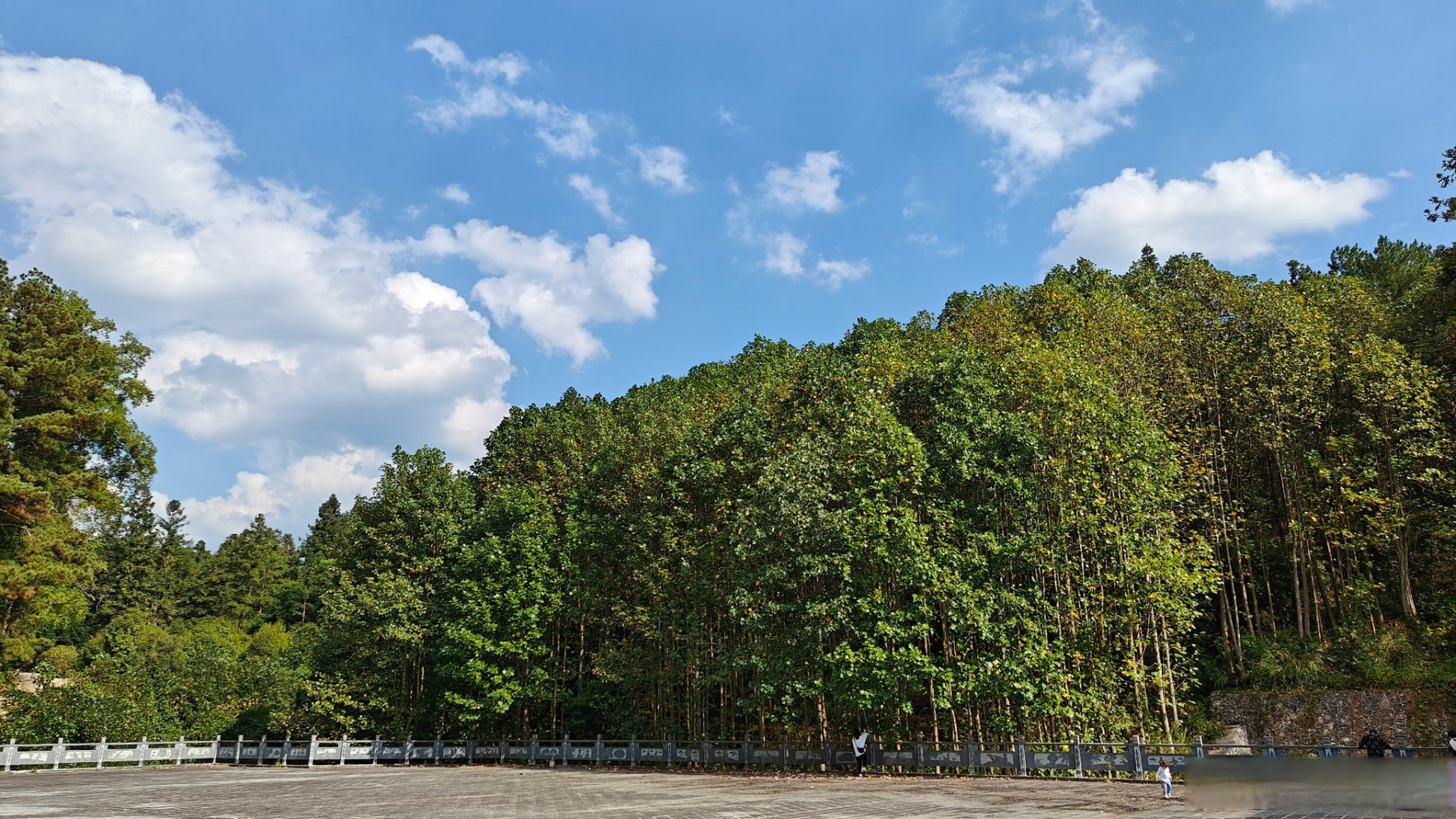 记录旅行# 与自然共鸣,感受黔东南黎平国家森林公园的魅力!