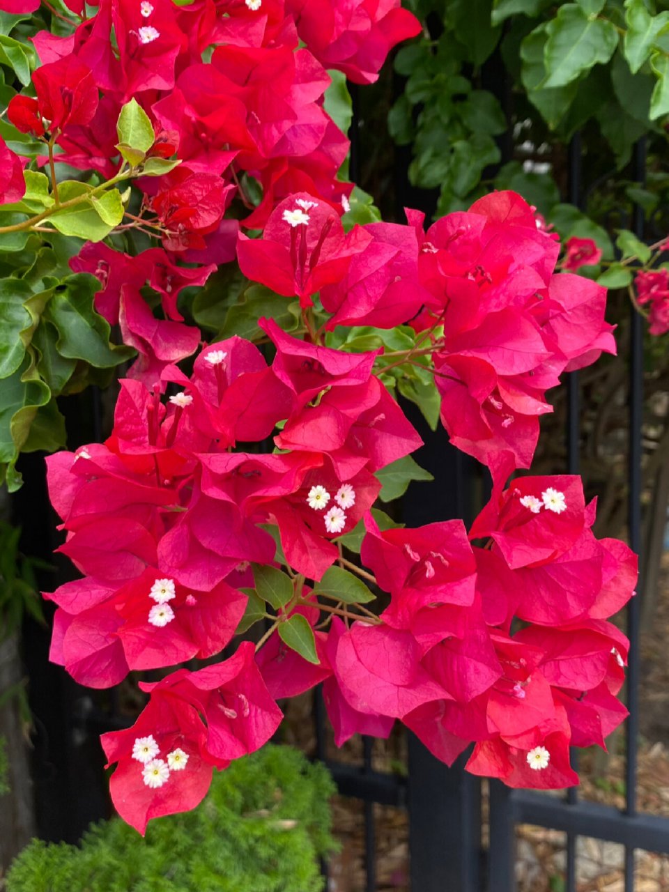 红色三角梅 三角梅(学名:bougainvillea glabra.