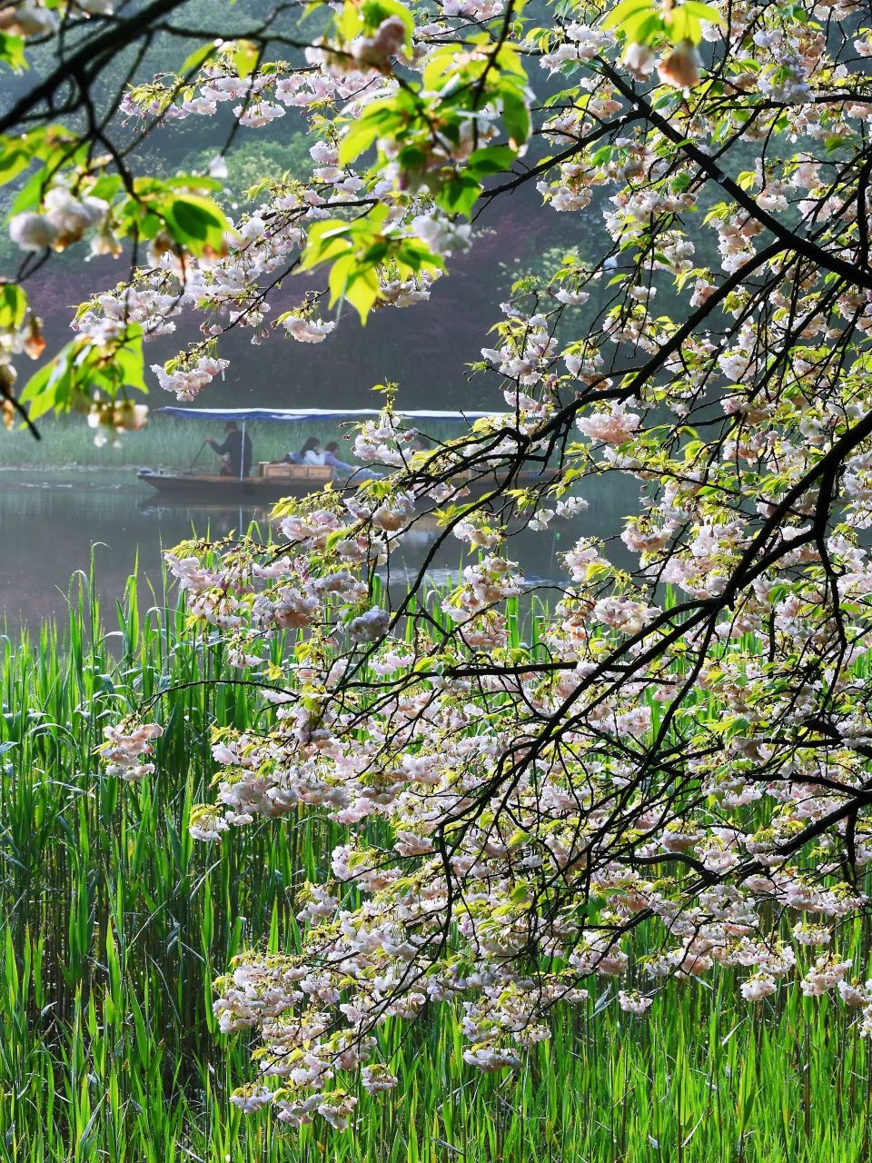 美炸了97乌龟潭晚樱详细攻略 96艳阳高照,春光曼妙,快去乌龟潭看