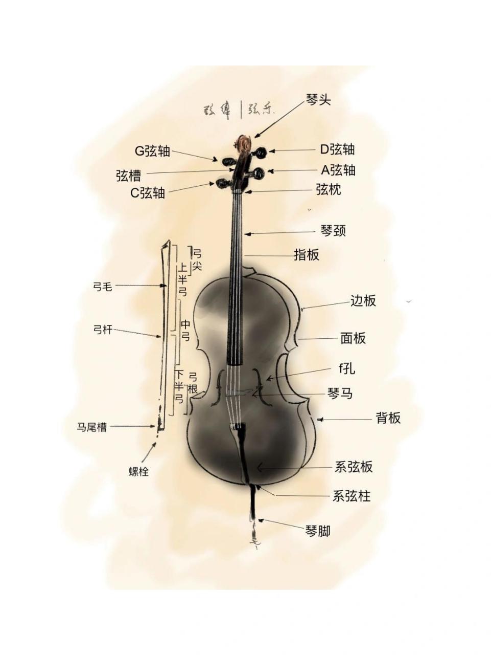 关于大提琴的构造!