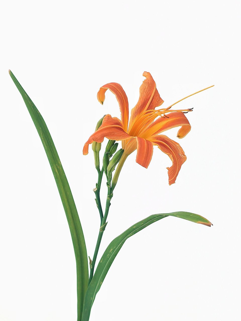 绘画素材1000更～无私的萱草花  绘画 # 找绘画大神 # procreate 创意