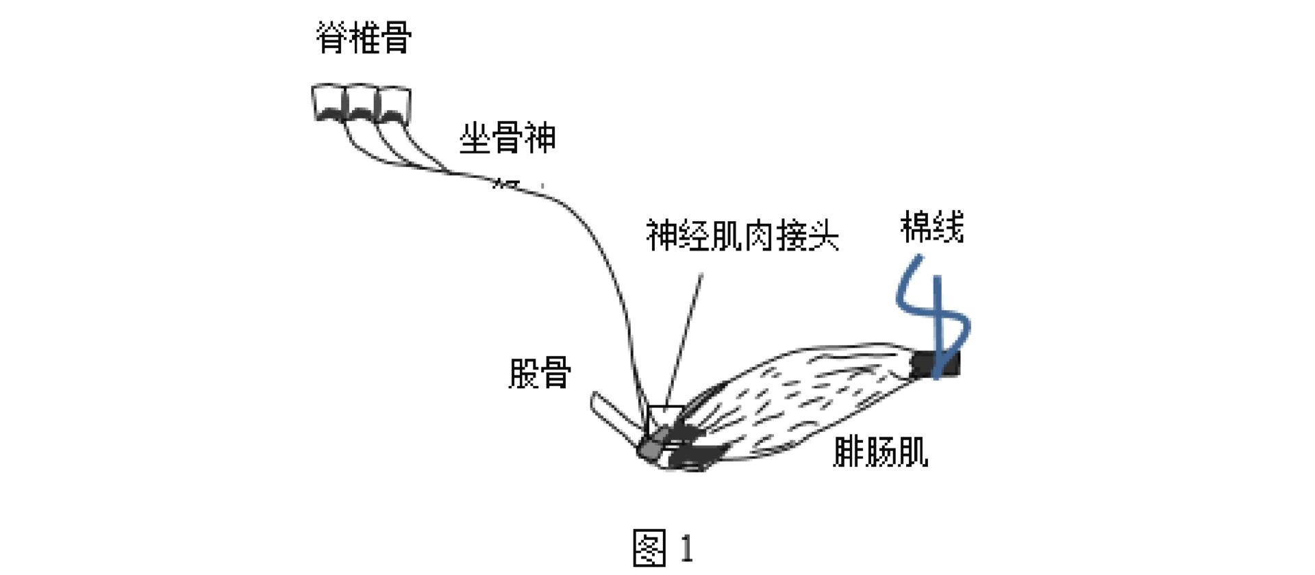 需要经过神经,神经肌肉接头,肌肉共同完成 因此,运动神经传导检查可以