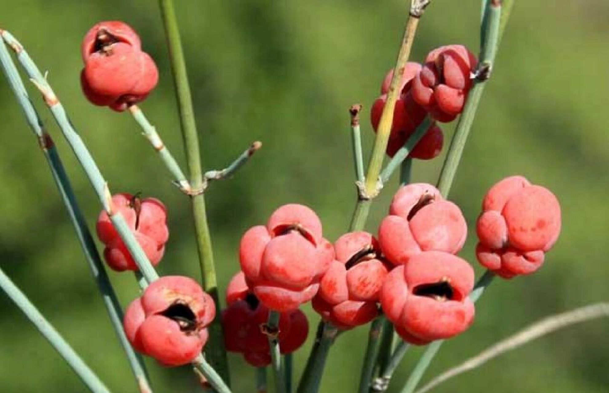每日认识一味中药——麻黄 【药用部位】麻黄科植物草麻黄,木贼麻黄或