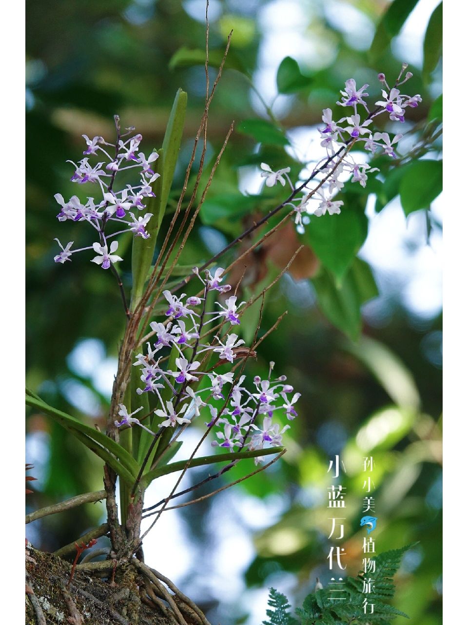 春日山野 | 小蓝万代兰 小蓝万代兰vanda coerulescens,兰科万代兰属,