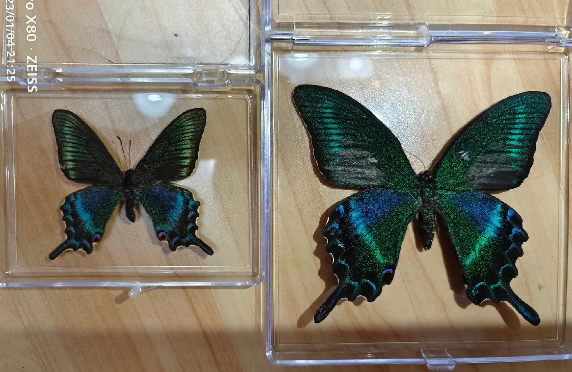 鳞翅目-绿带翠凤蝶春夏两型体型对比 绿带翠凤蝶papilio maackii春夏