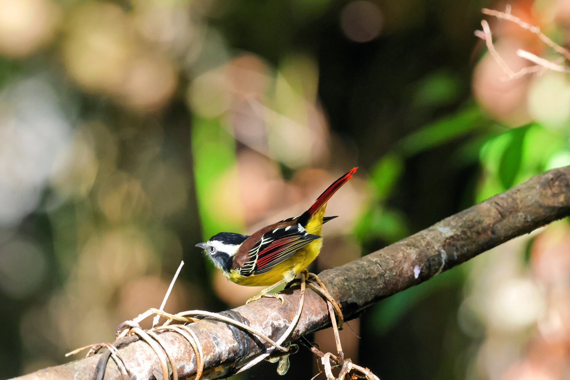 火尾希鹛 火尾,很酷的名字,而且尾巴上的红色真得很有火尾的感觉