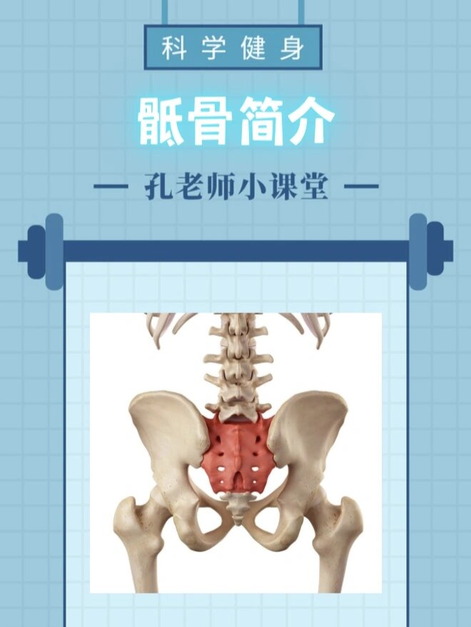 骶骨 骶骨位于我们的腰椎以下