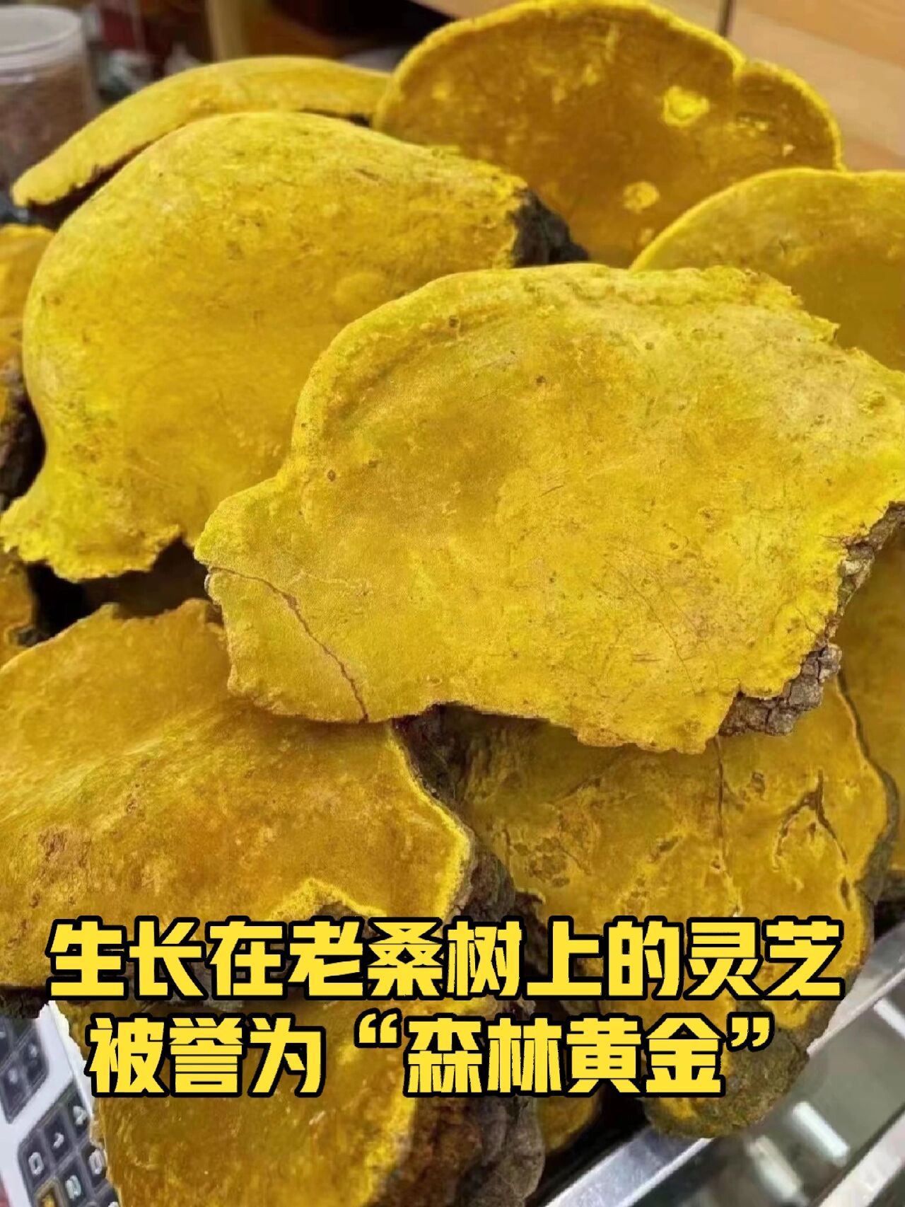 生长在老桑树上的灵芝被誉为森林黄金 野生桑黄别名猢狲眼桑耳