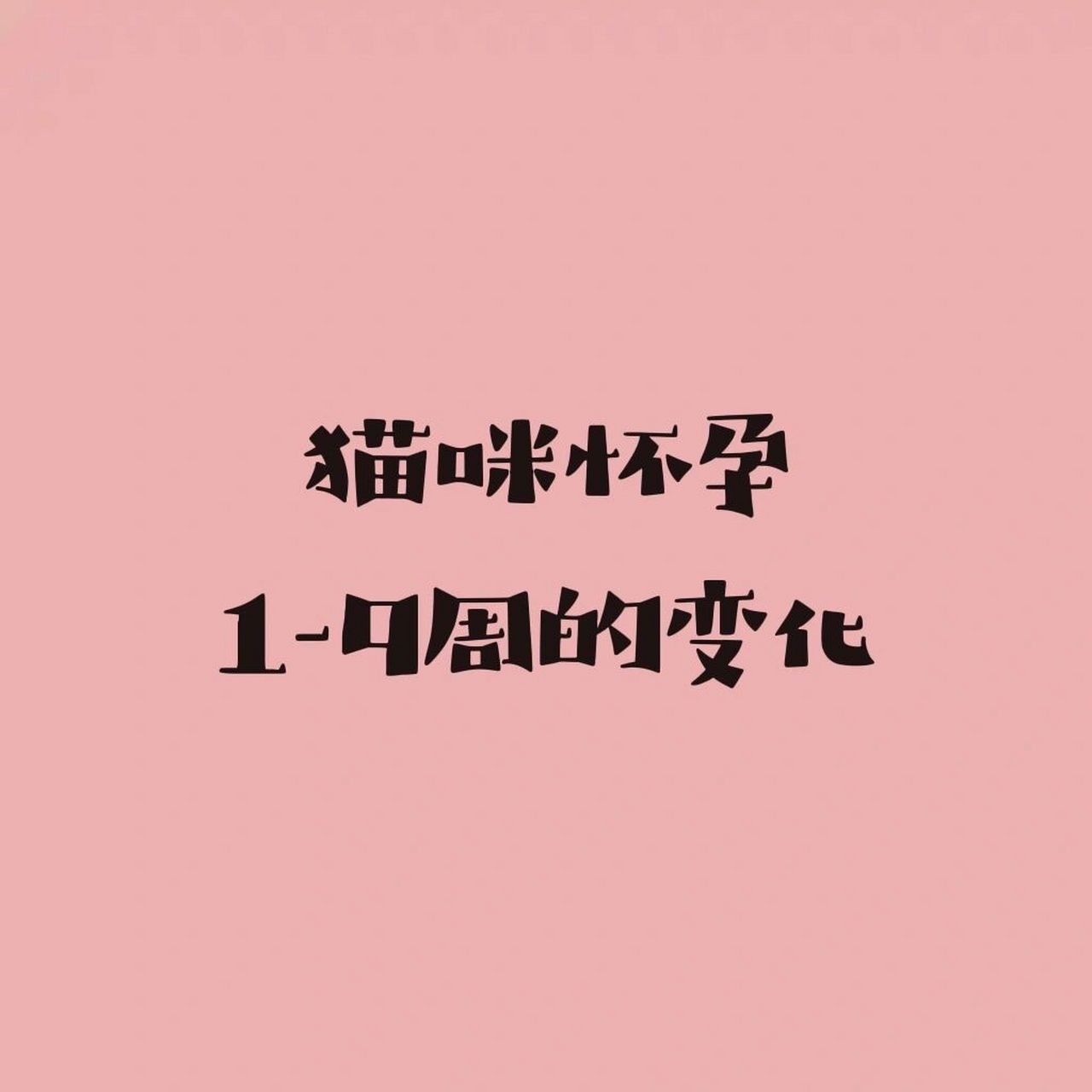 科普|猫咪怀孕1-9周的变化 第16615阶段:第1-2周 无任何症状,从