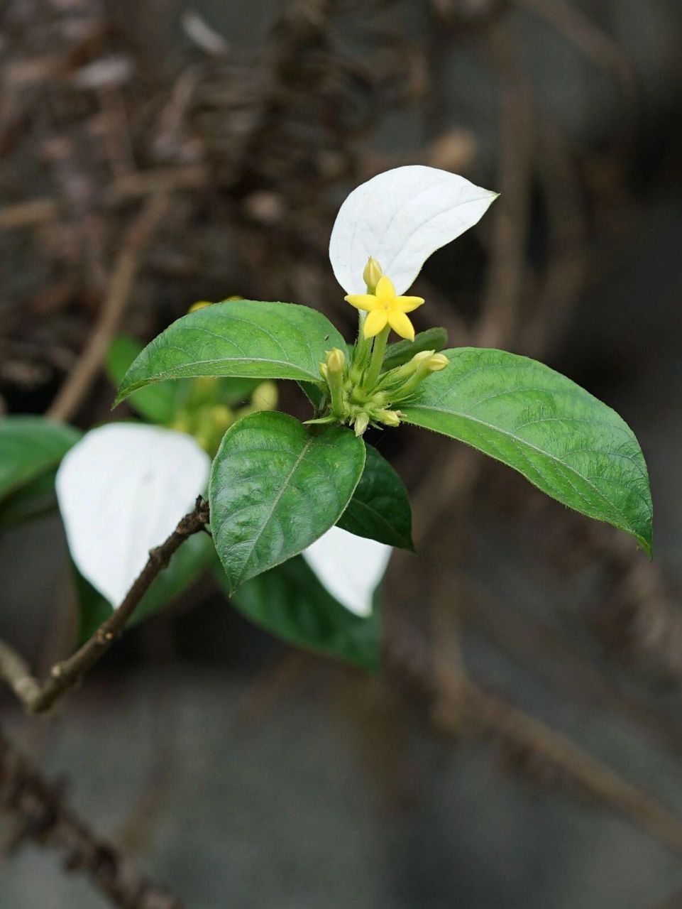 金花 mussaenda pubescens 又名野白纸扇,茜草科玉叶金花属攀援灌木