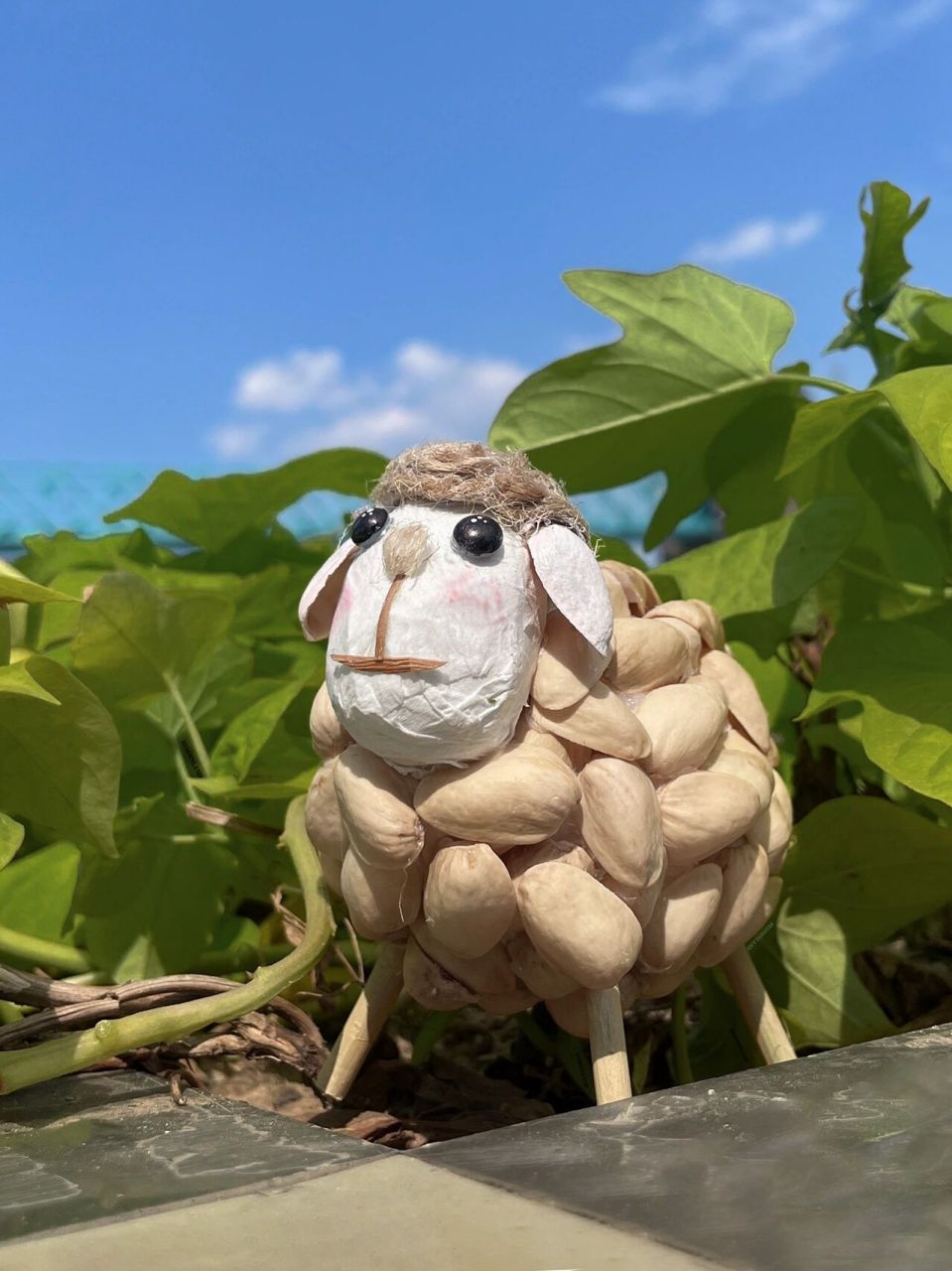 天空飘来一只羊91 自然教育动物园开业了!