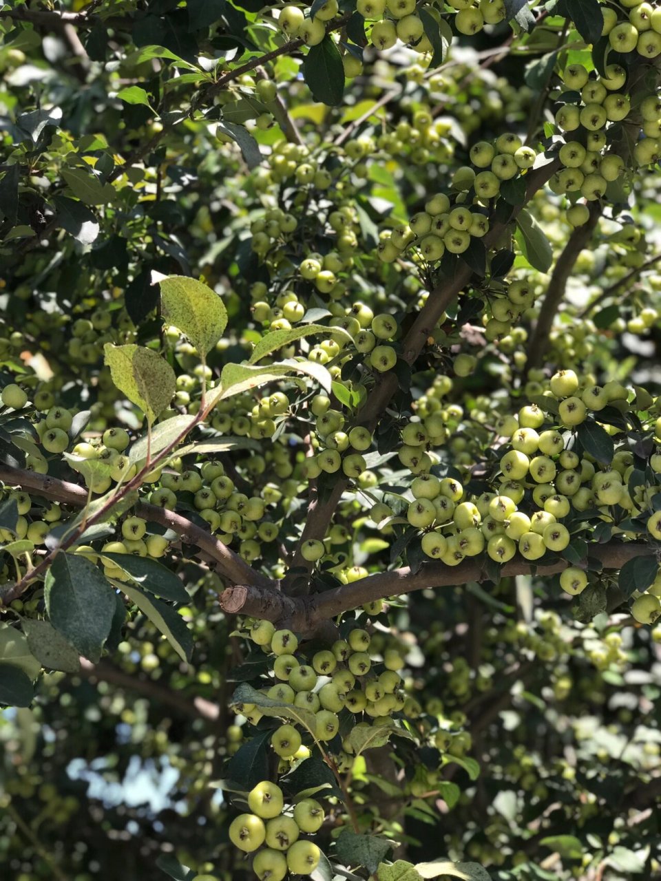 偶遇野生山楂树