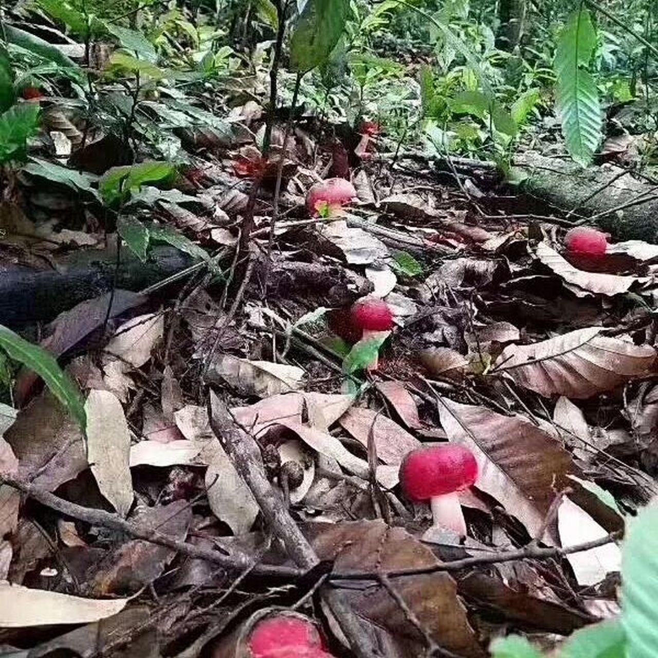 云南野生菌-红菇 红菇是一种野生,稀有,珍贵的食用菌,营养相对比较