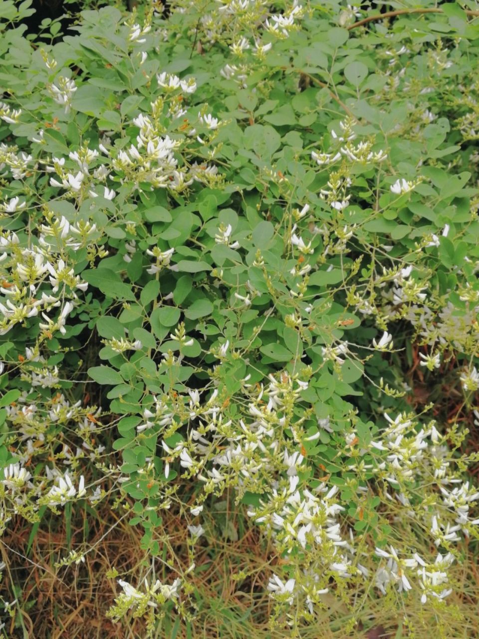 美丽胡枝子 刚开始以为是槐花 经大家科普和查询 确认这个是胡枝子