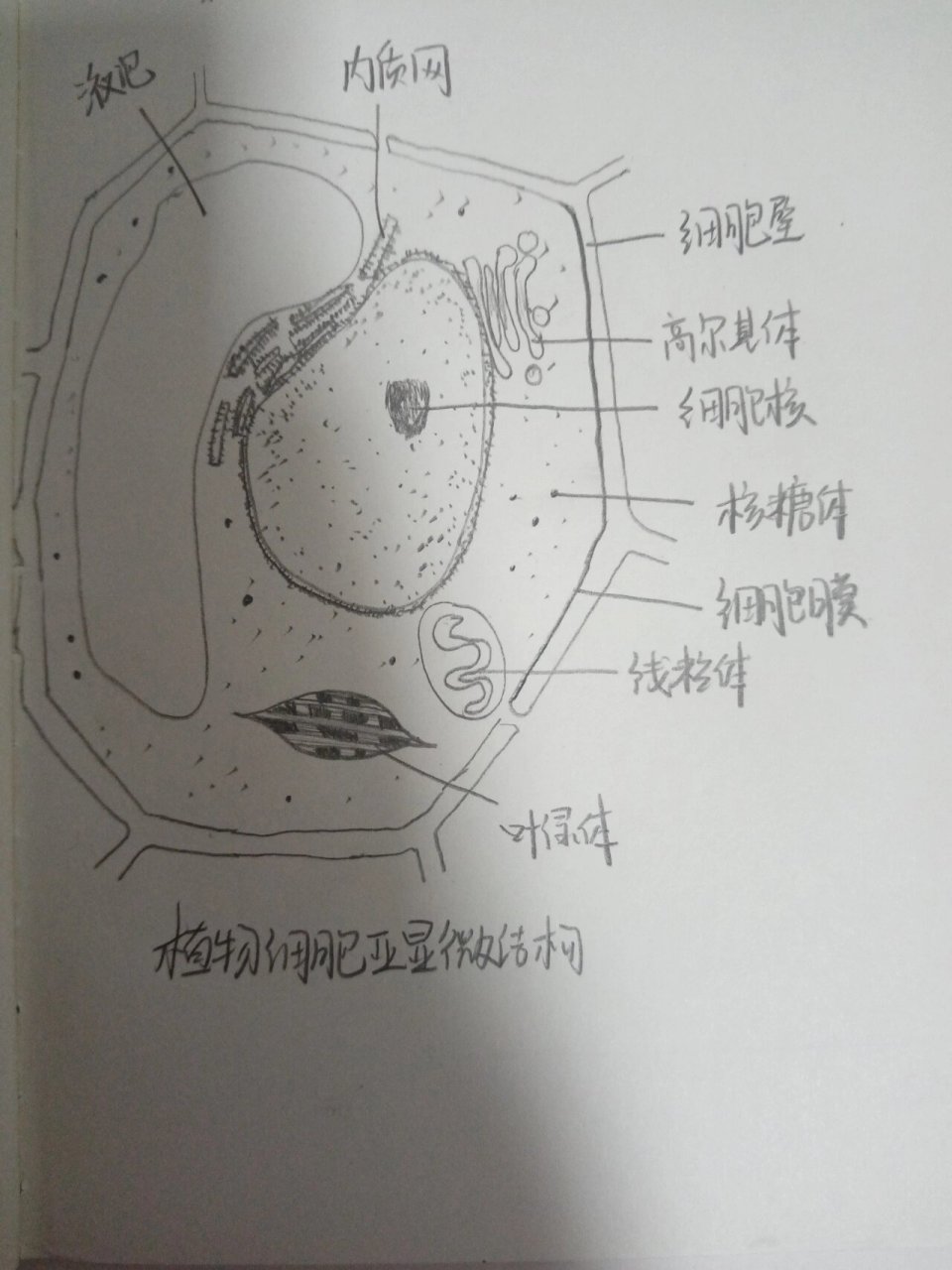 内质网简笔画图片