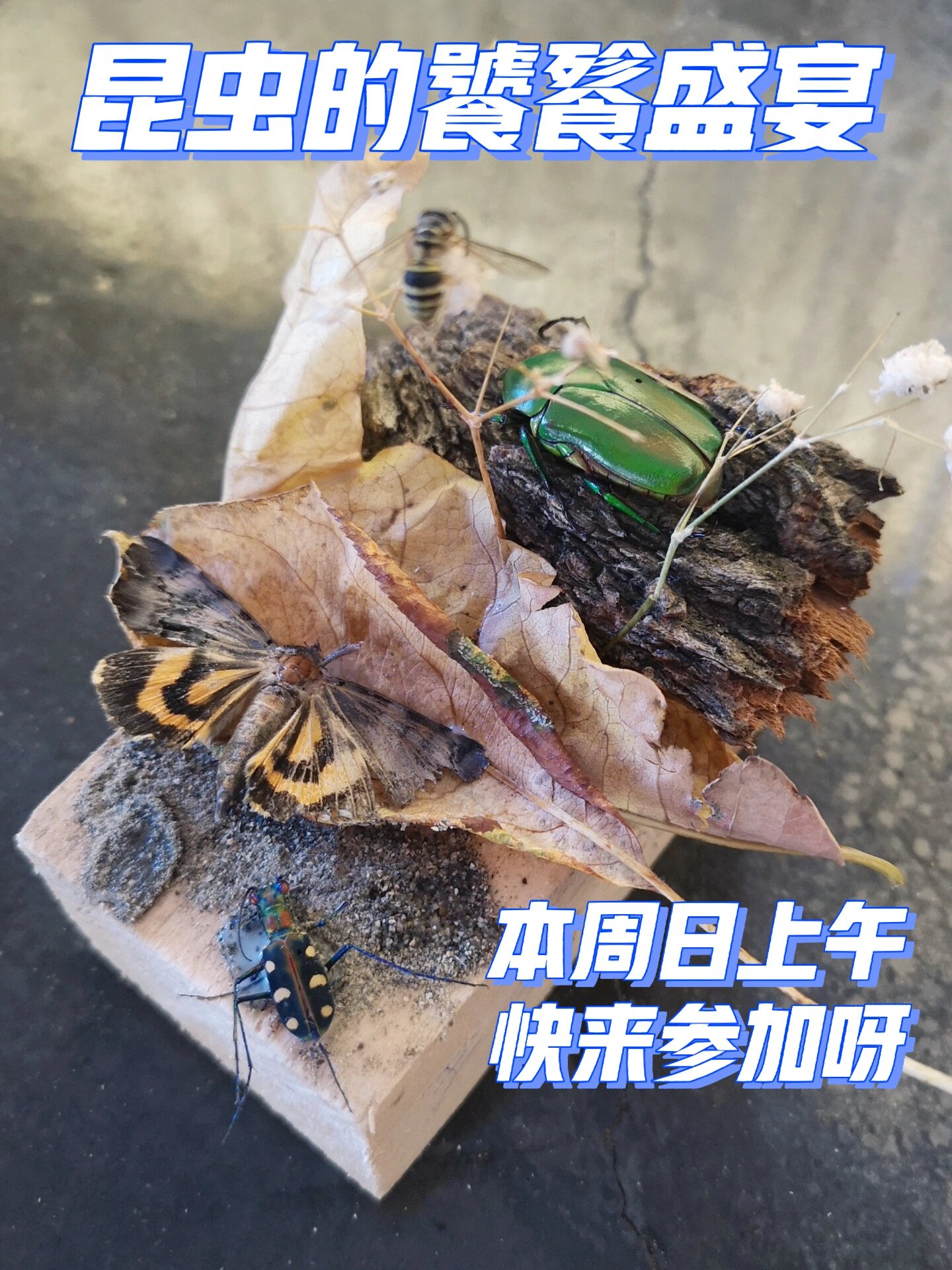 昆虫的饕餮盛宴开始啦昆虫的食性与取食行为+生态标本制作 ?
