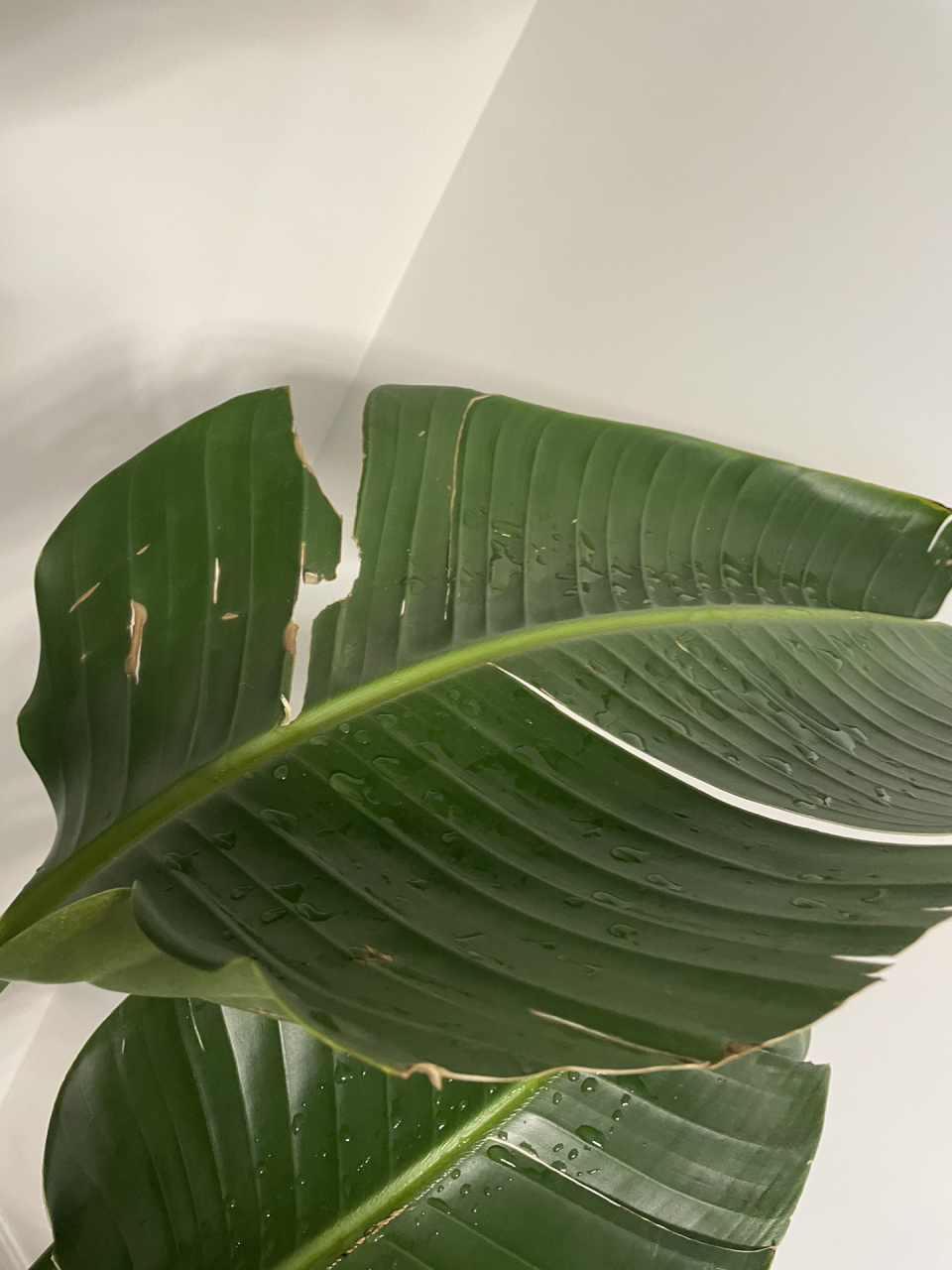 为啥我的天堂鸟叶子裂了啊 如图,咋回去啊,还能挽救吗?