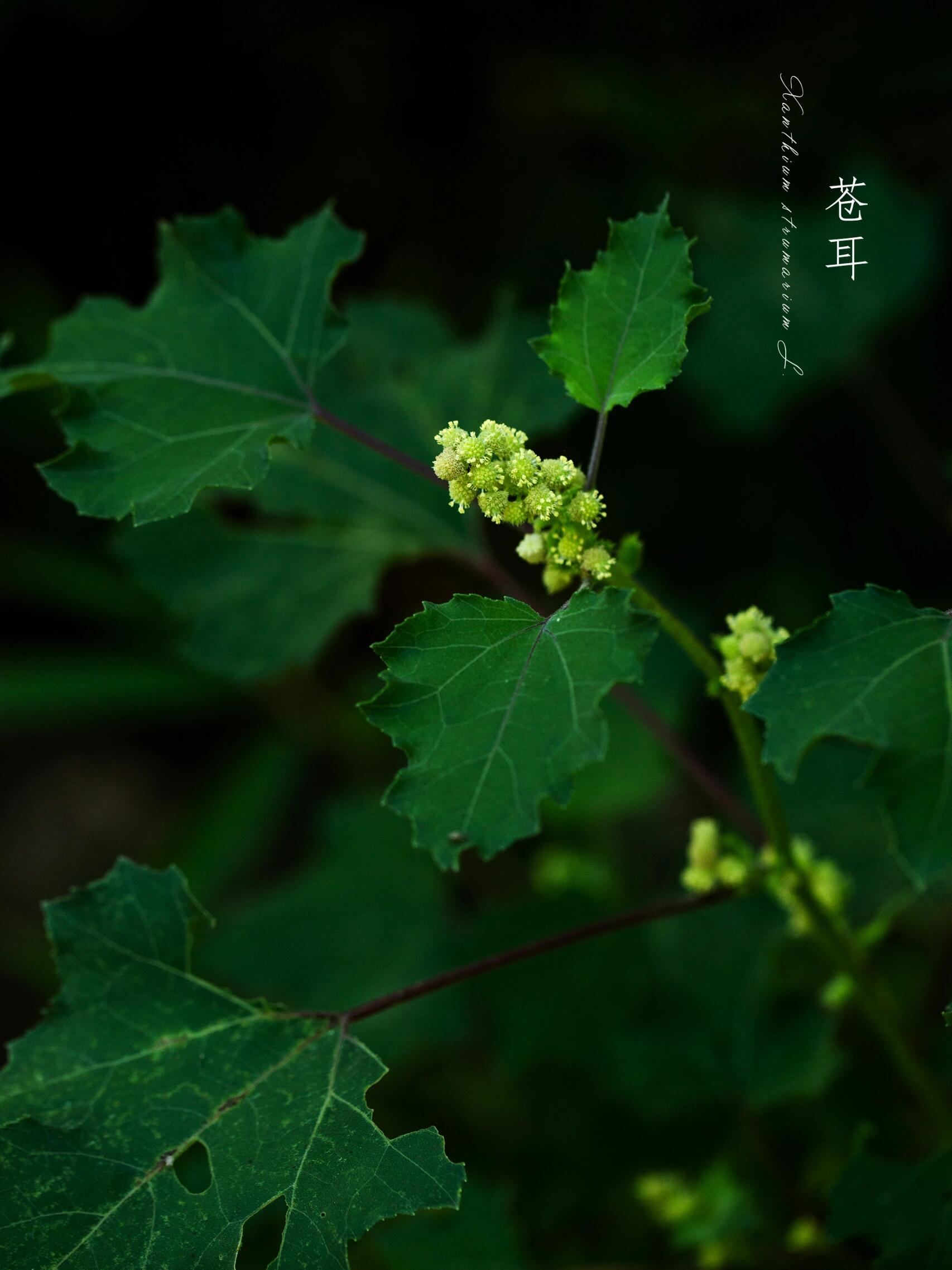 苍耳草别名图片