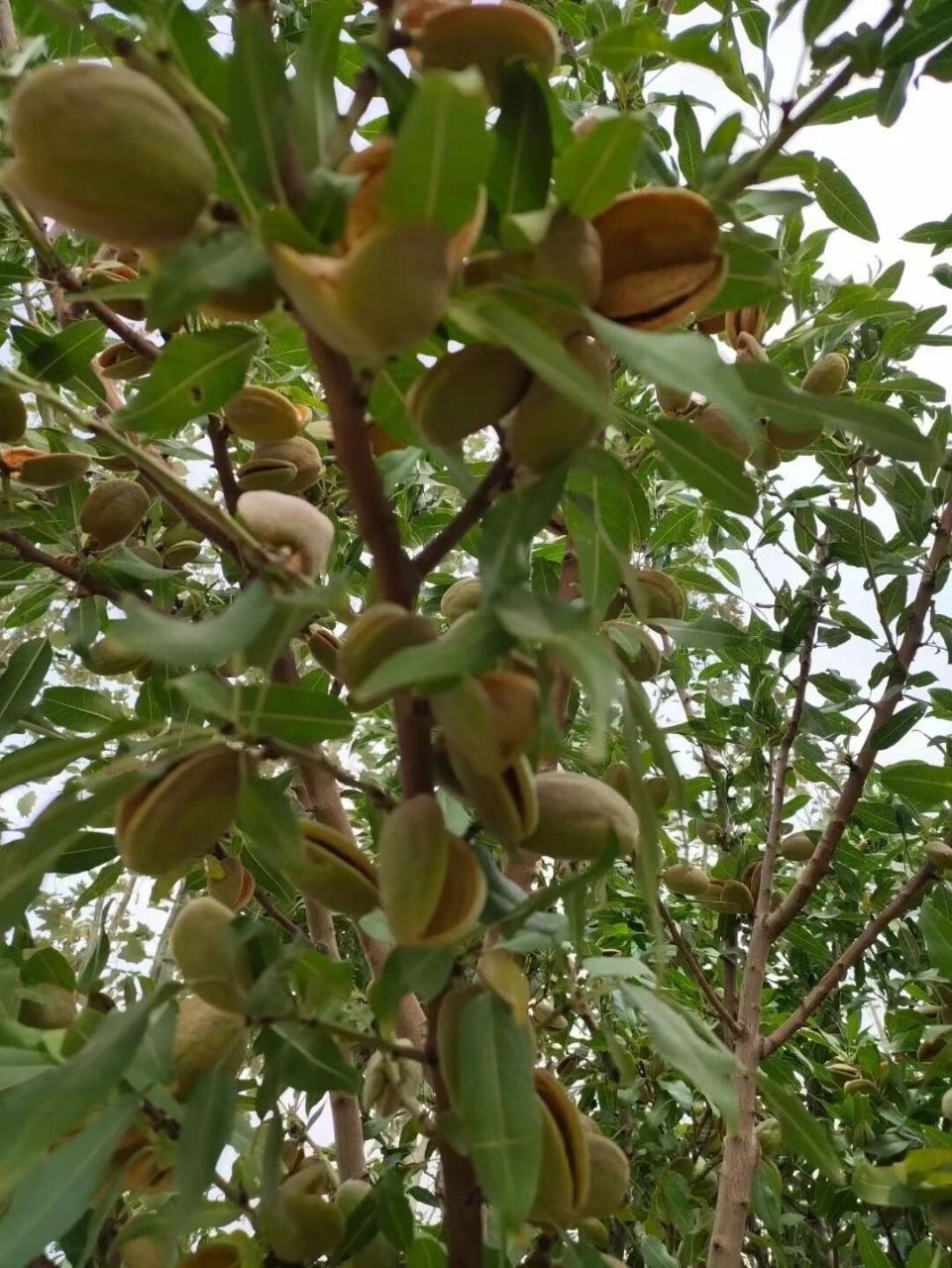 巴旦木原来长这样 第一次见巴旦木,原来它长这个样子啊