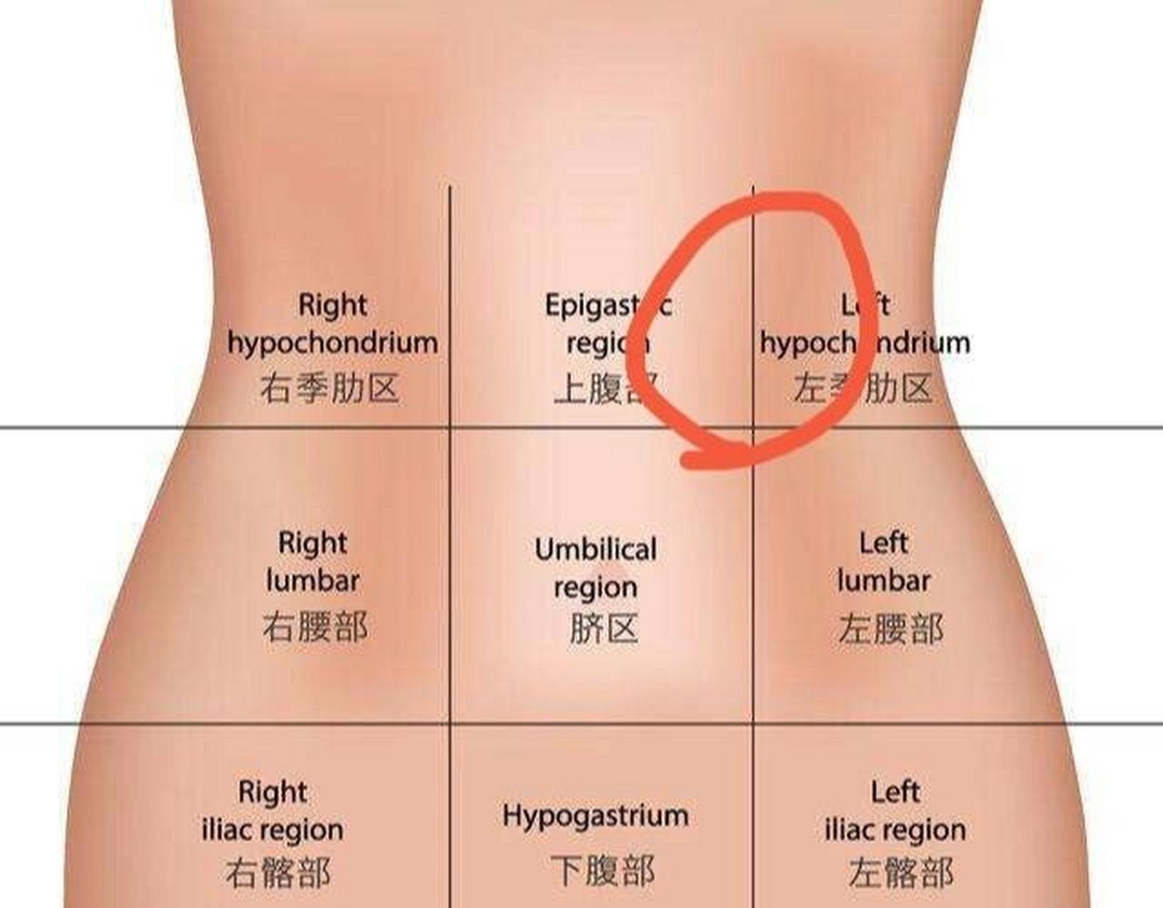 肚子是图①的位置疼,感觉就在肋骨下面一点.