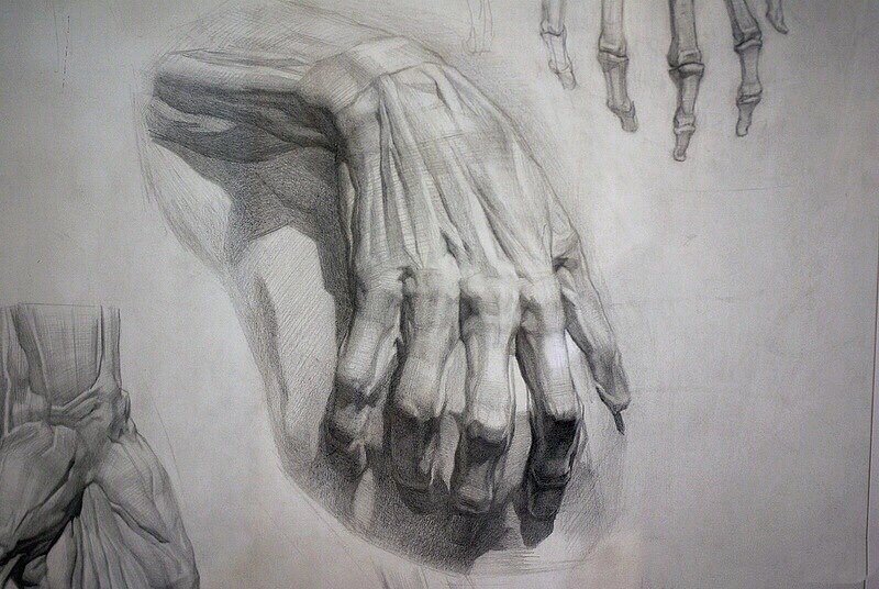 素描基础干货 手脚肌肉解剖练习|艺术分享