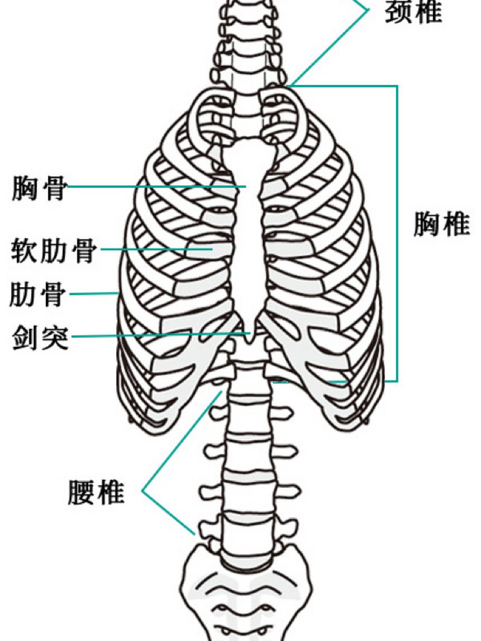 人体骨骼结构图04名称以及数量 骨骼是组成脊椎动物内骨骼的坚硬