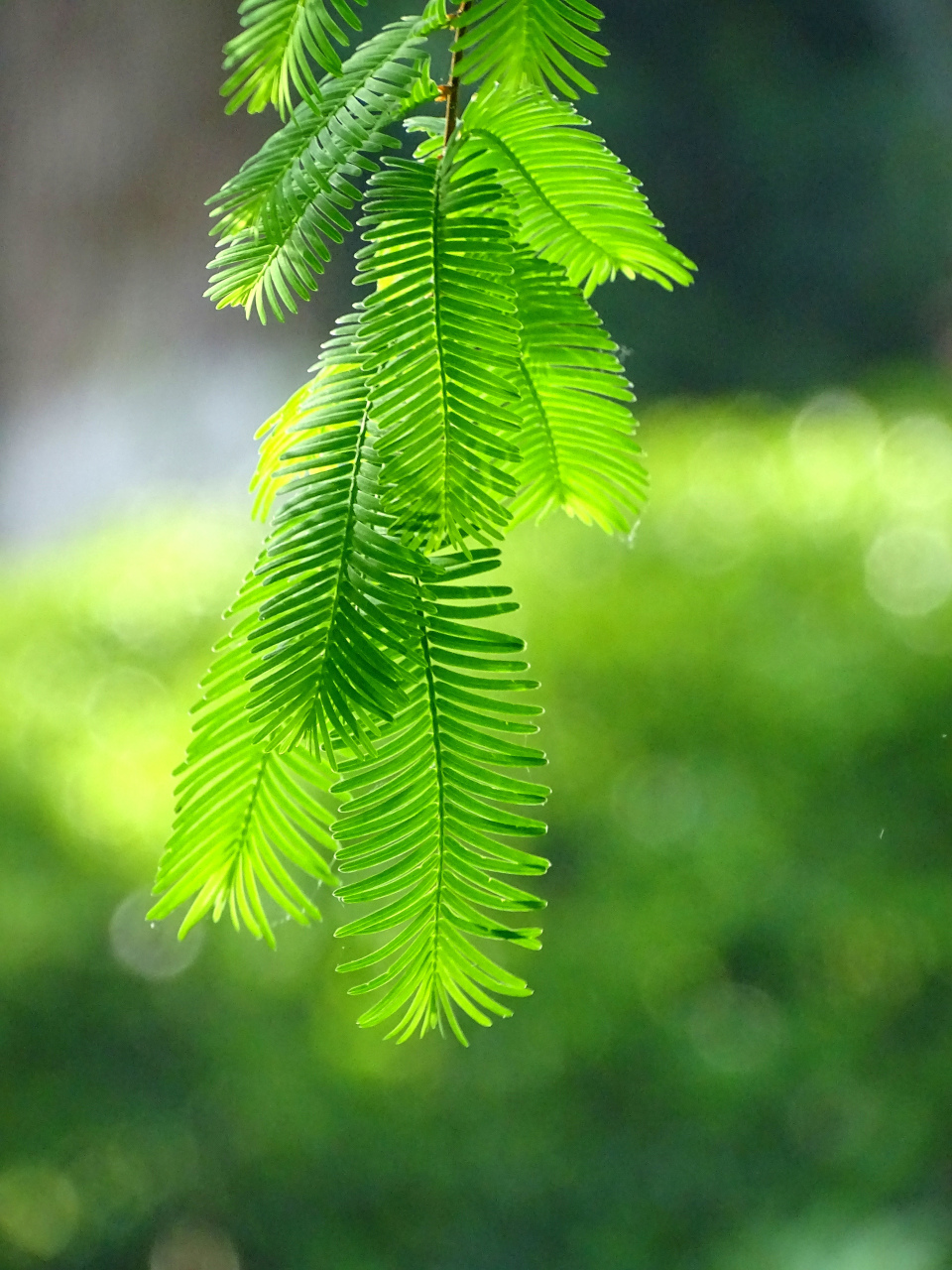 柳浪闻莺植物图片