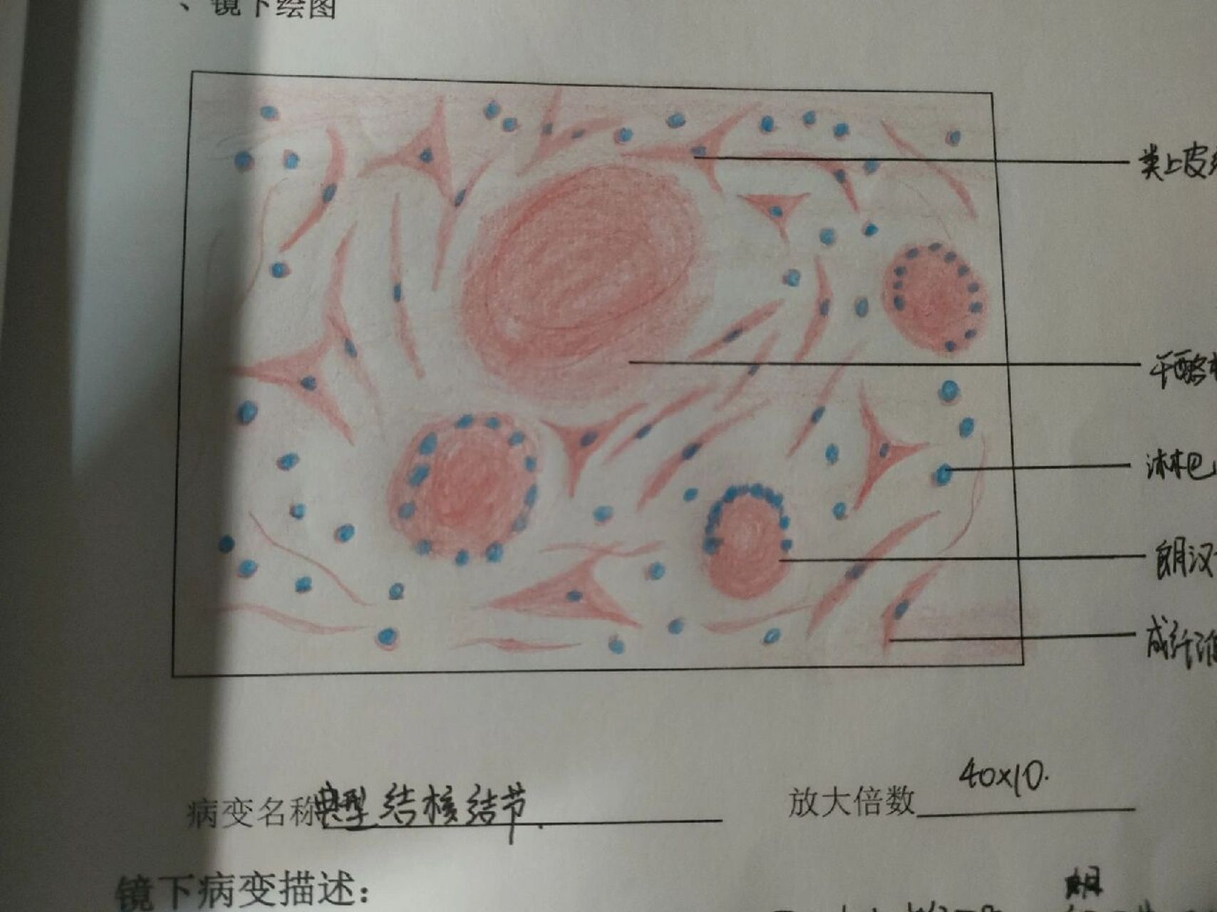 变移上皮红蓝铅笔绘图图片