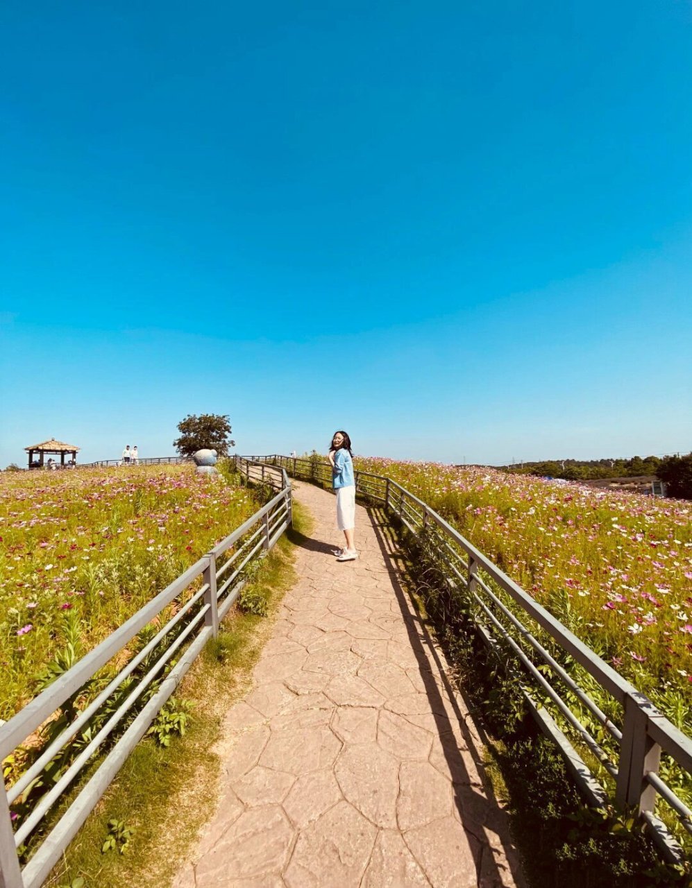 南京谷里大塘金薰衣草庄园游记 919294 南京市江宁区的一处美丽