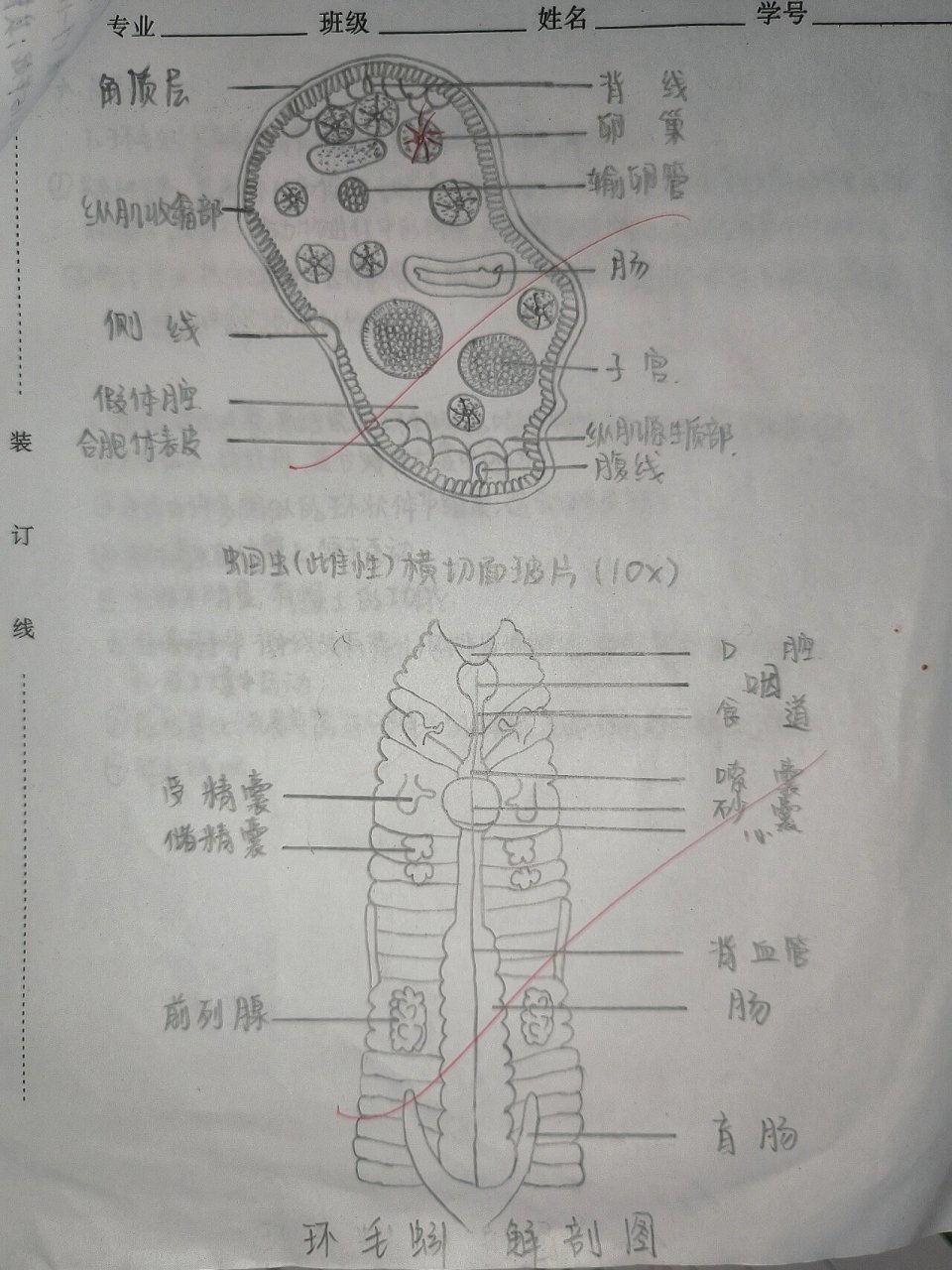 环毛蚓解剖结构图图片