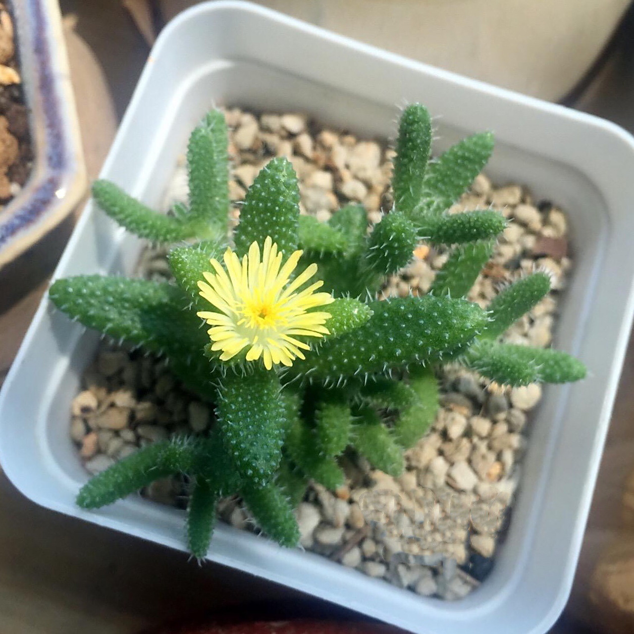 7715每天认识一款多肉9591|雷童| 78雷童又叫做刺叶露子花