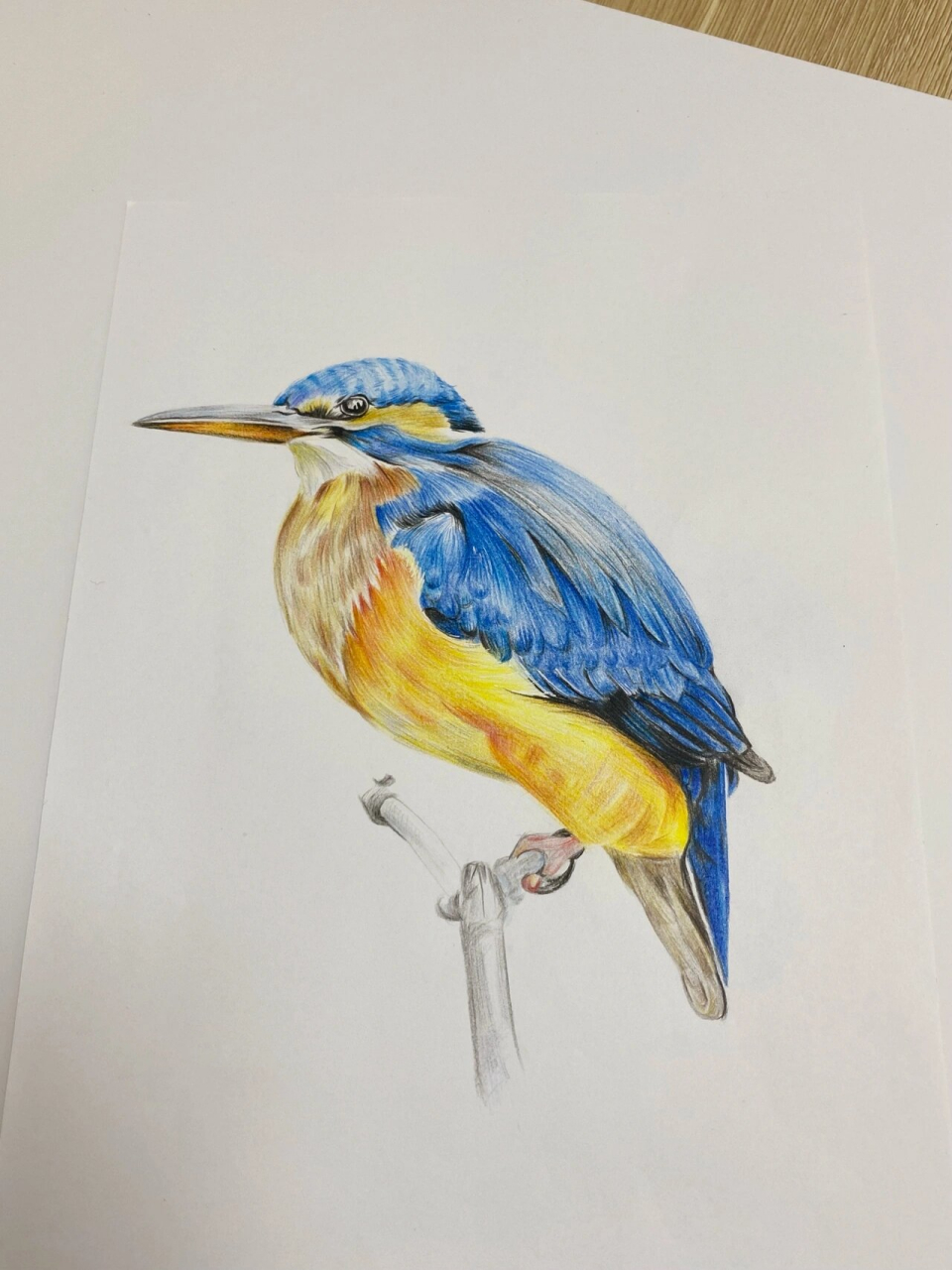 彩铅画《翠鸟》入门步骤图 静下心慢慢画 画彩铅是件很有成就感的事情