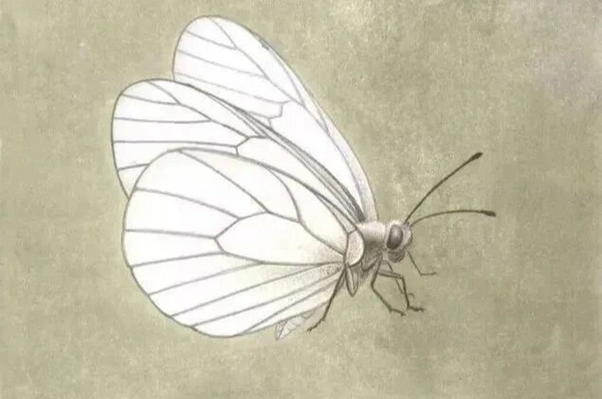 分享(工笔蝴蝶的染色方法二) (二)绢粉蝶着染步骤 步骤一:淡墨勾线