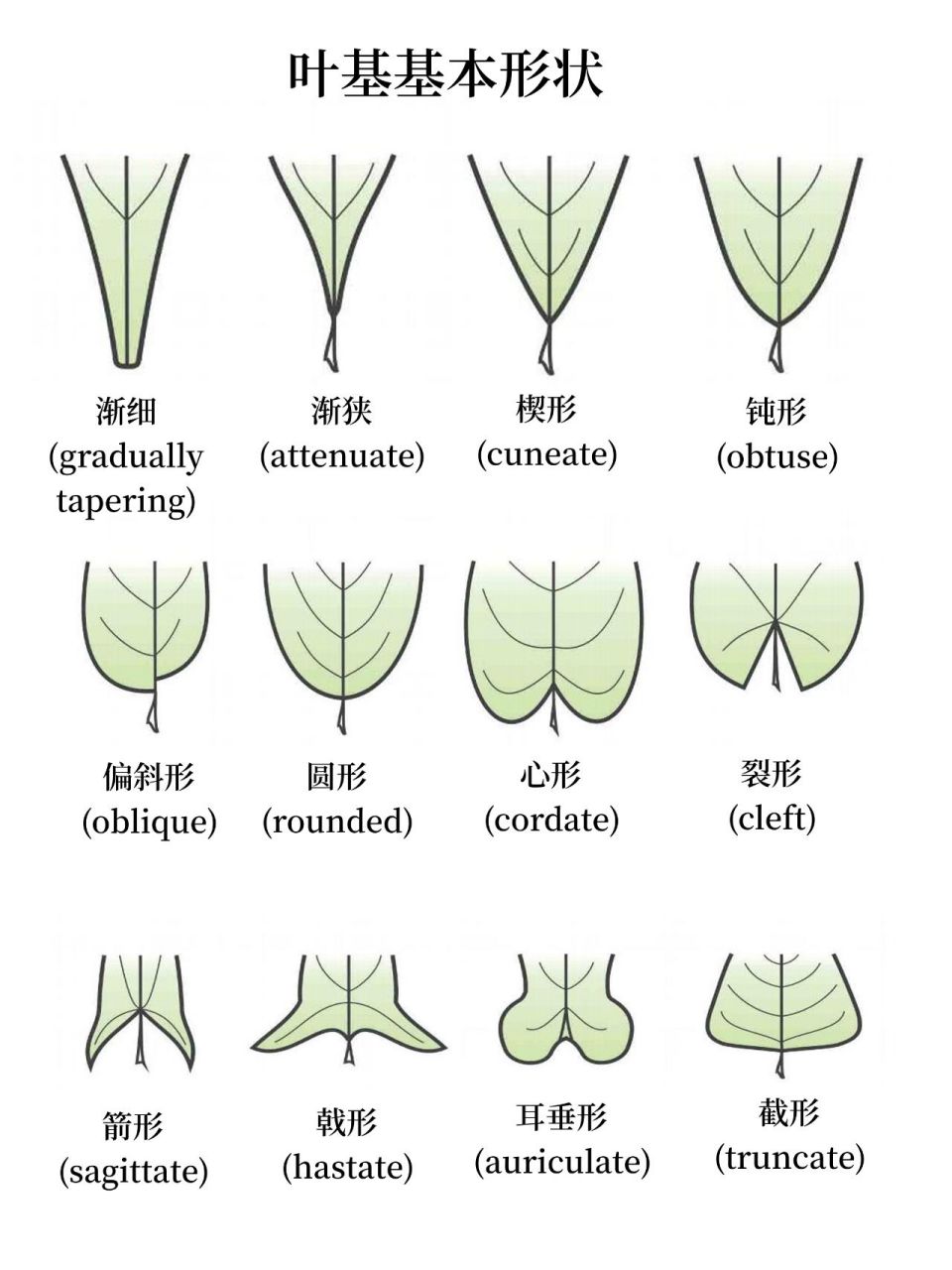 认识植物|两片叶子区分洋槐,国槐 国槐,刺槐是常见的绿化树木,也经常