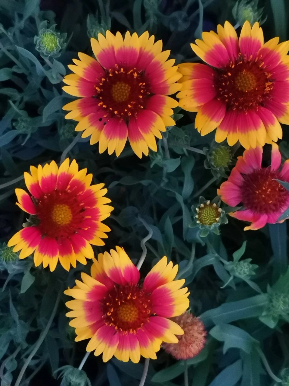 赤峰最漂亮的马鞍山花海 花期大概还有10—15天