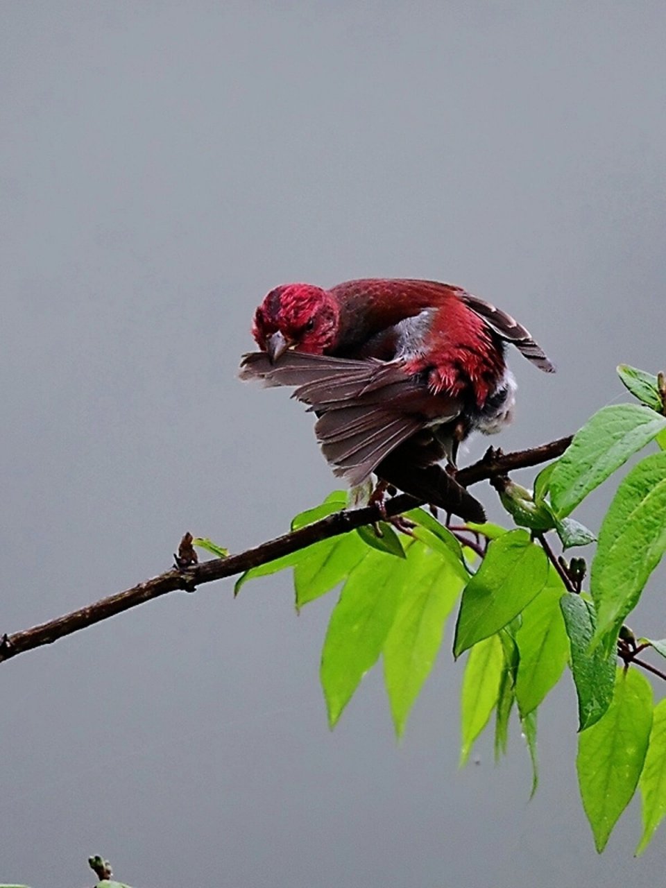 普通朱雀—麻料 普通朱雀又名麻料,是北方非常受欢迎的笼养鸟,它体型