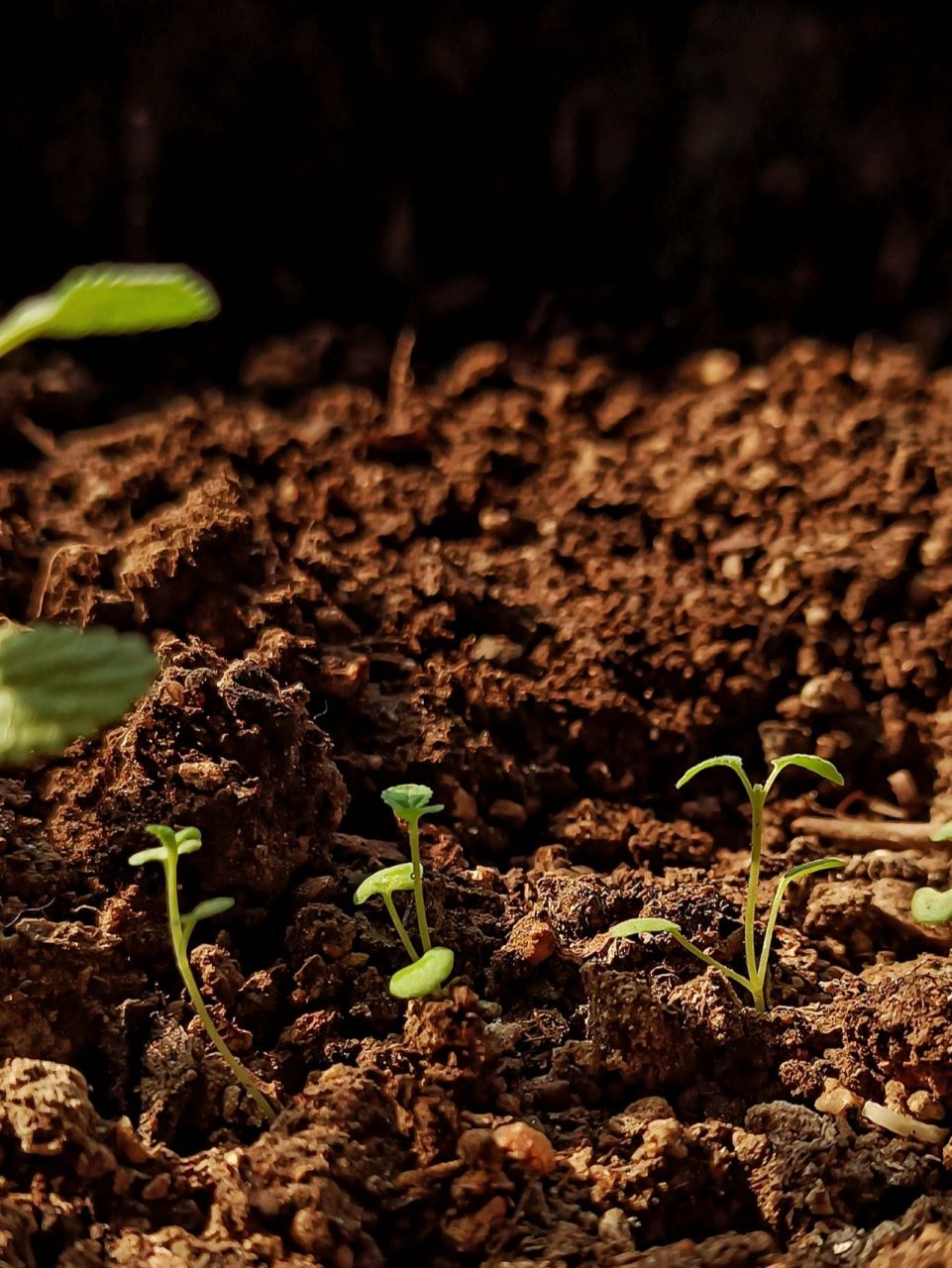 手机摄影‖薄荷种子发芽了 我的薄荷种子终于发芽97了.