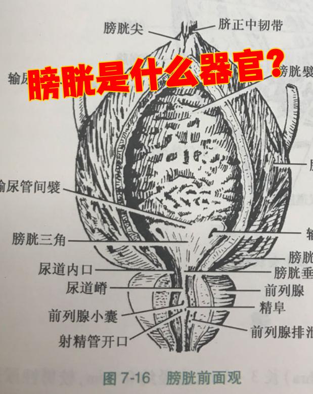 膀胱是人体的储尿器官.它上面连接输尿管,下面连接尿道