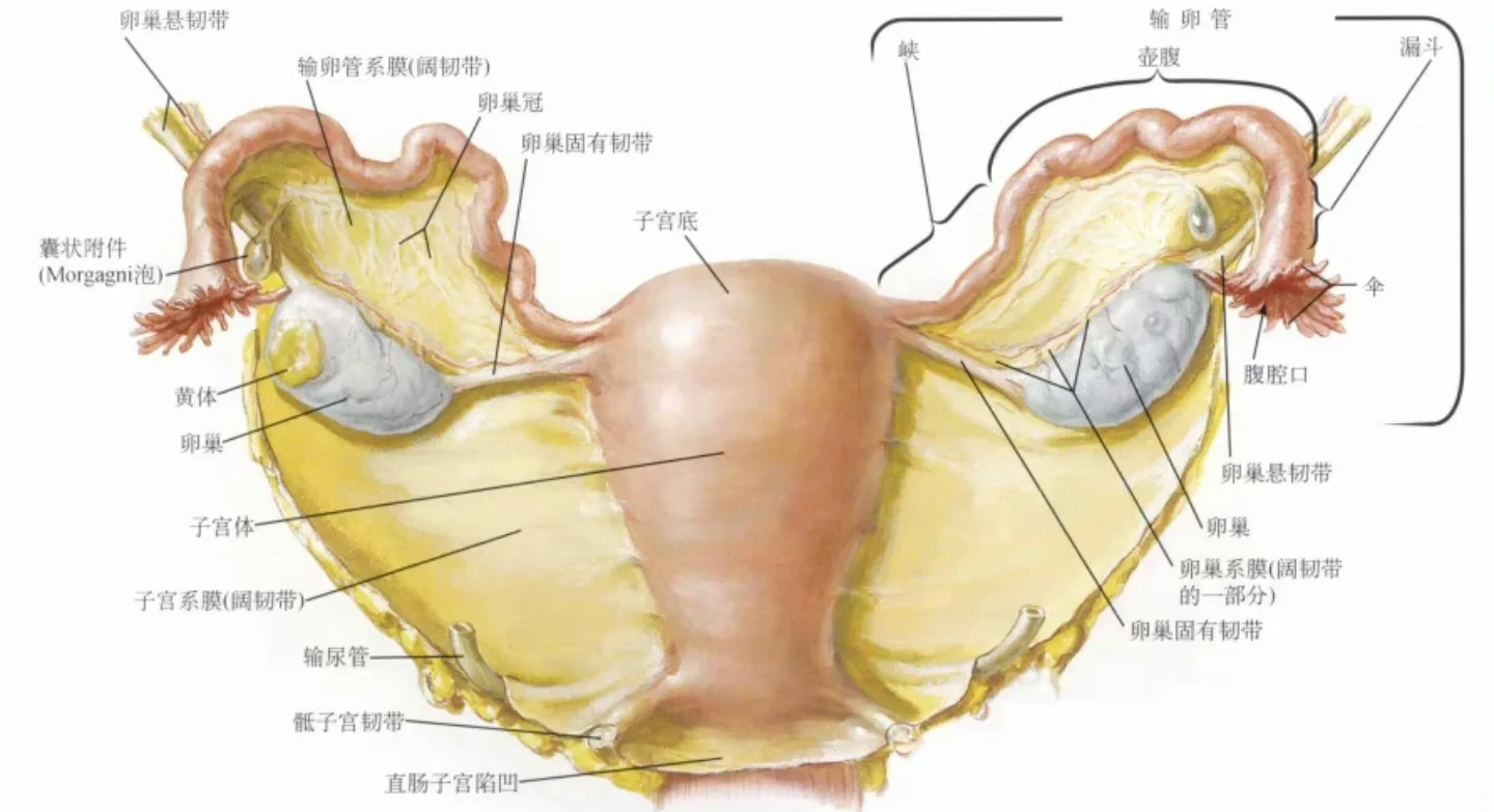 女性子宫卵巢结构图