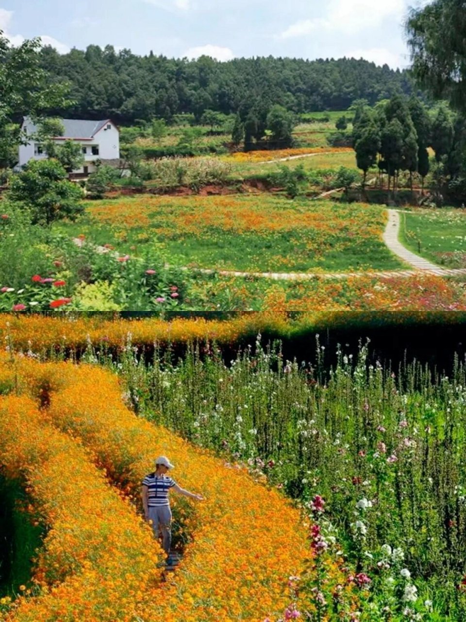 金堂鲜花山谷的浪漫|看蜀葵花海住花隐别院0 【地址】    成都市金堂