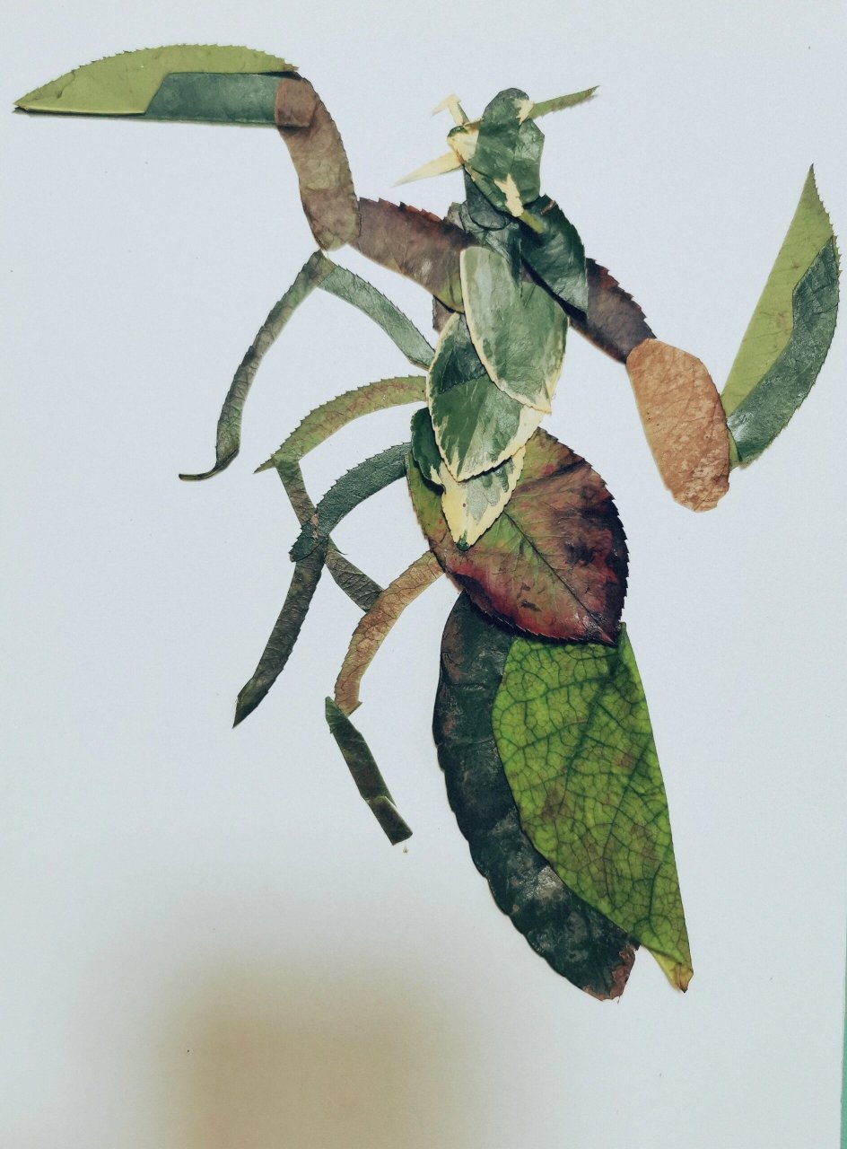 螳螂树叶贴画