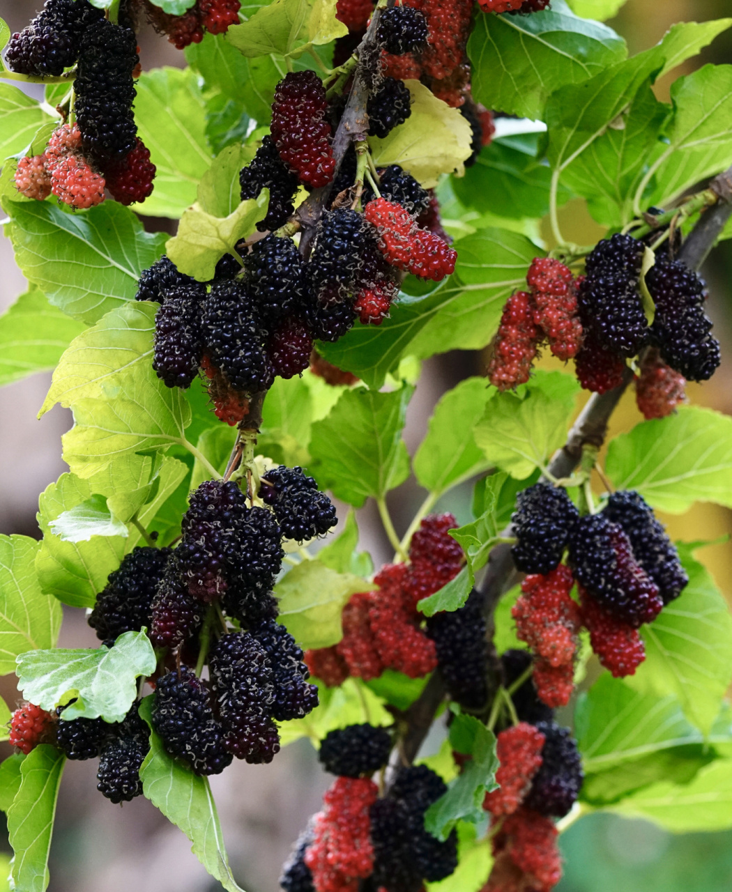 无籽大十桑葚 要等到全黑,完全成熟才不会酸.丰产型.