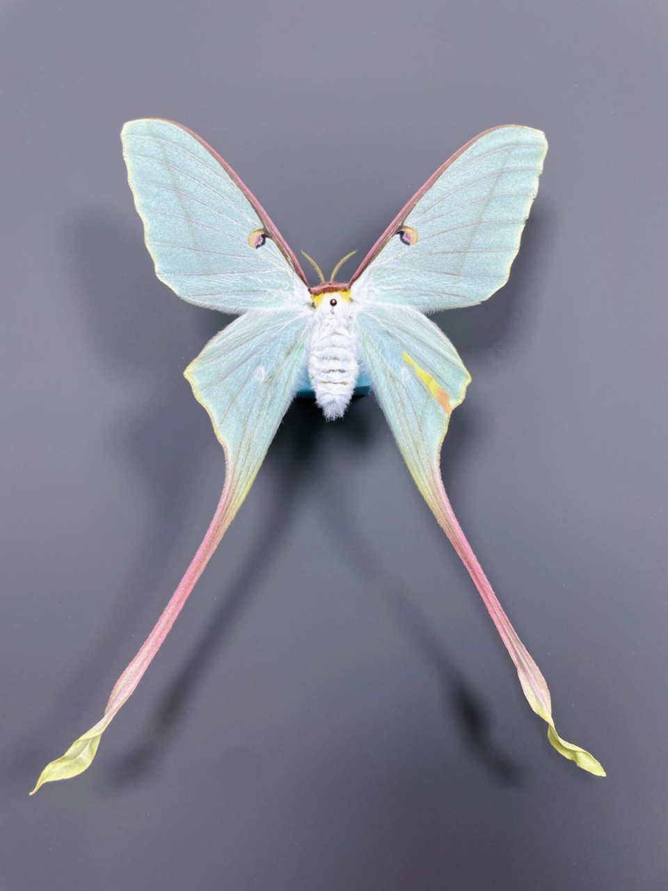 嵌合体长尾大蚕蛾 万里挑一的运气,养了这么多批长尾,就出来这一只,真